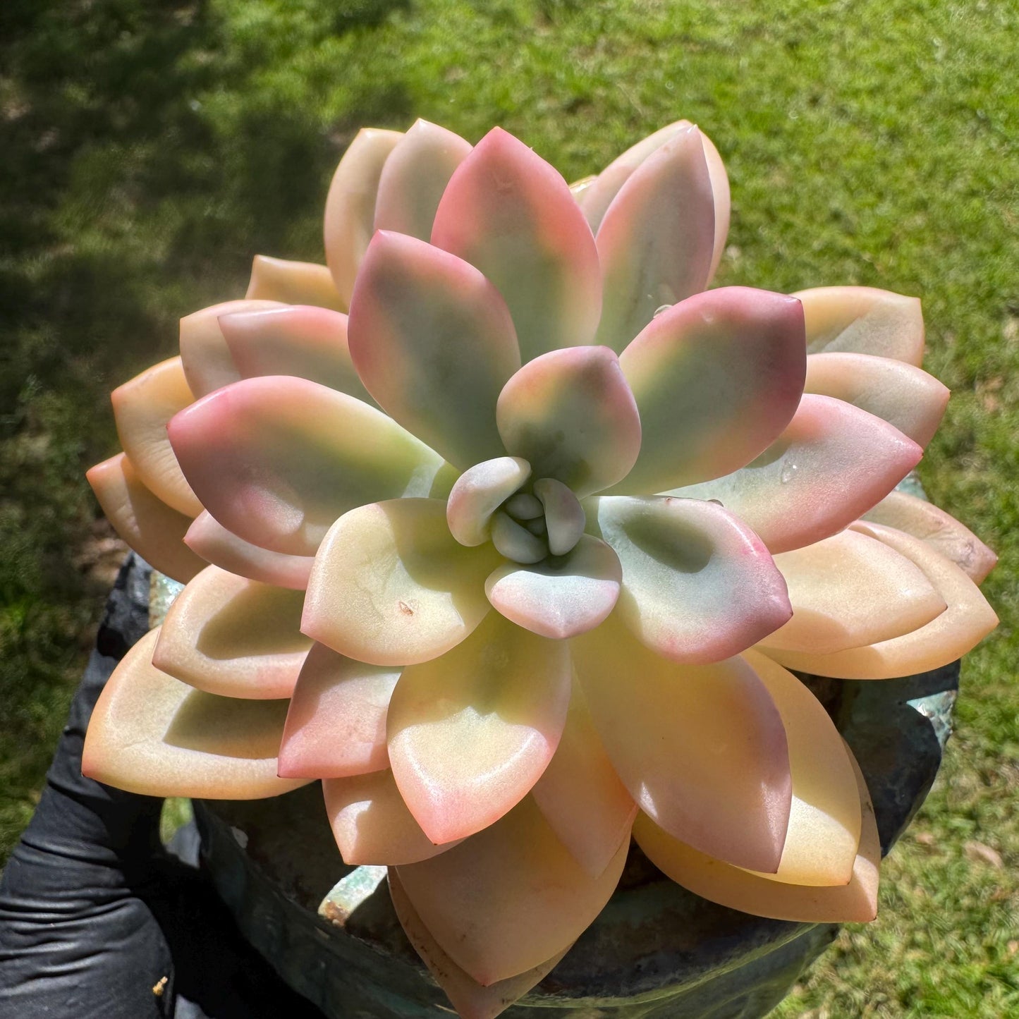 Graptoveria 'Opalina variegatedā single head, 3.4inches