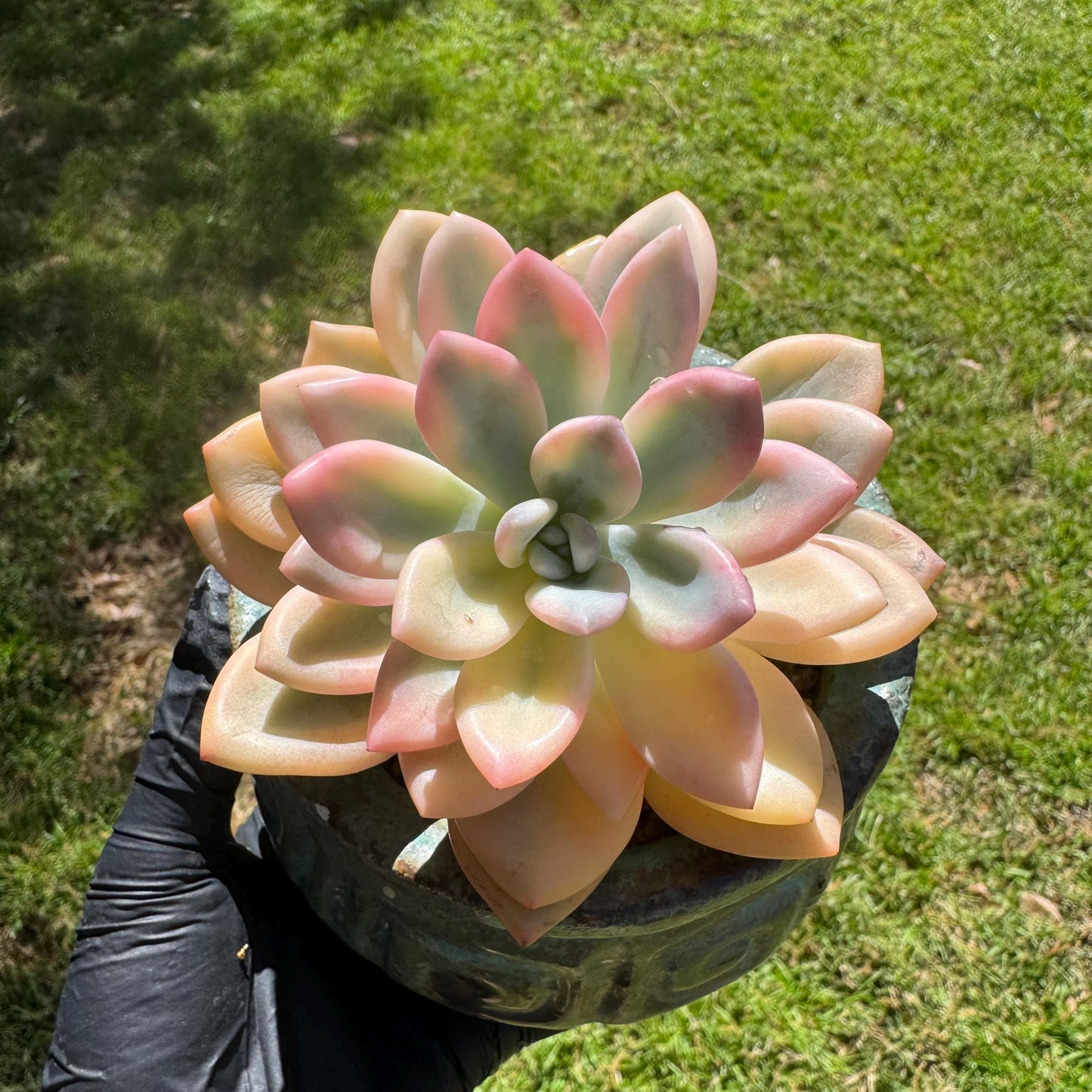 Graptoveria 'Opalina variegatedā single head, 3.4inches