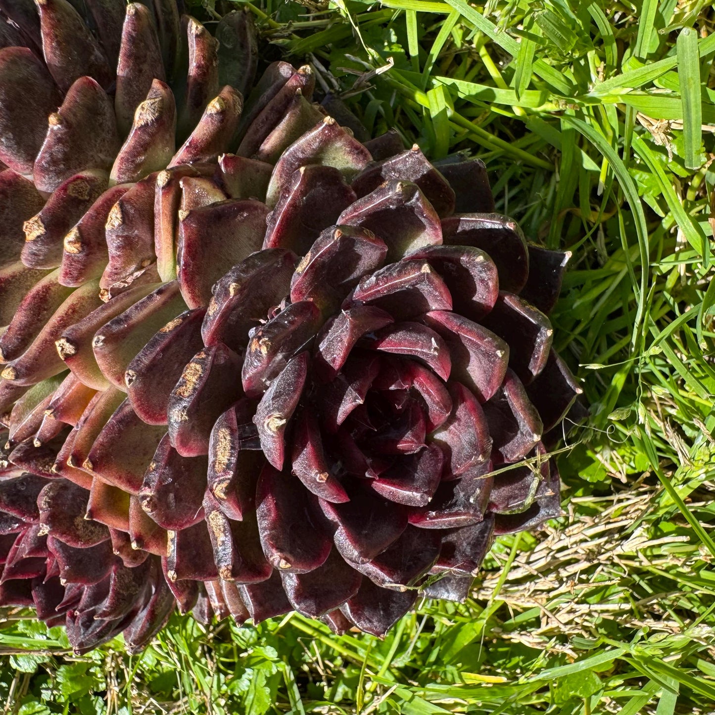 Echeveria'black crystal hybrid', 3heads, 4.9inches