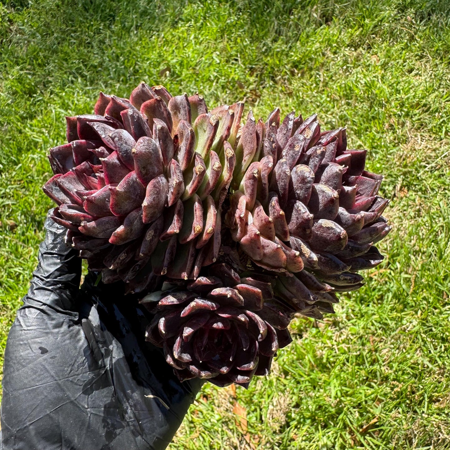 Echeveria'black crystal hybrid', 3heads, 4.9inches