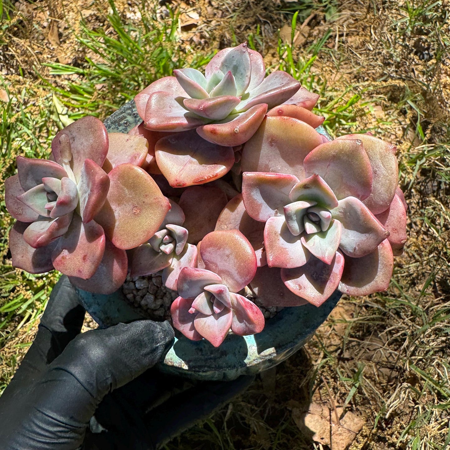 Succulents plants, Graptoveria 'Mrs. Richards' cluster, 3inche