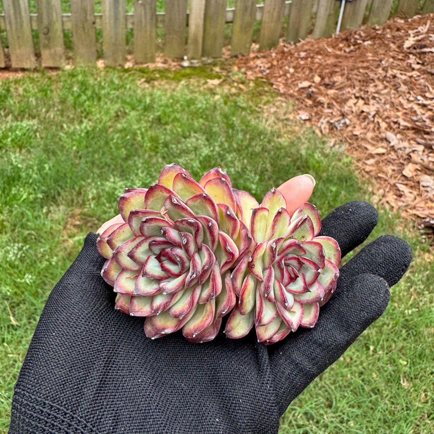 Rare succulents, Echeveria' pulidonis' , 2heads, 2.6inches