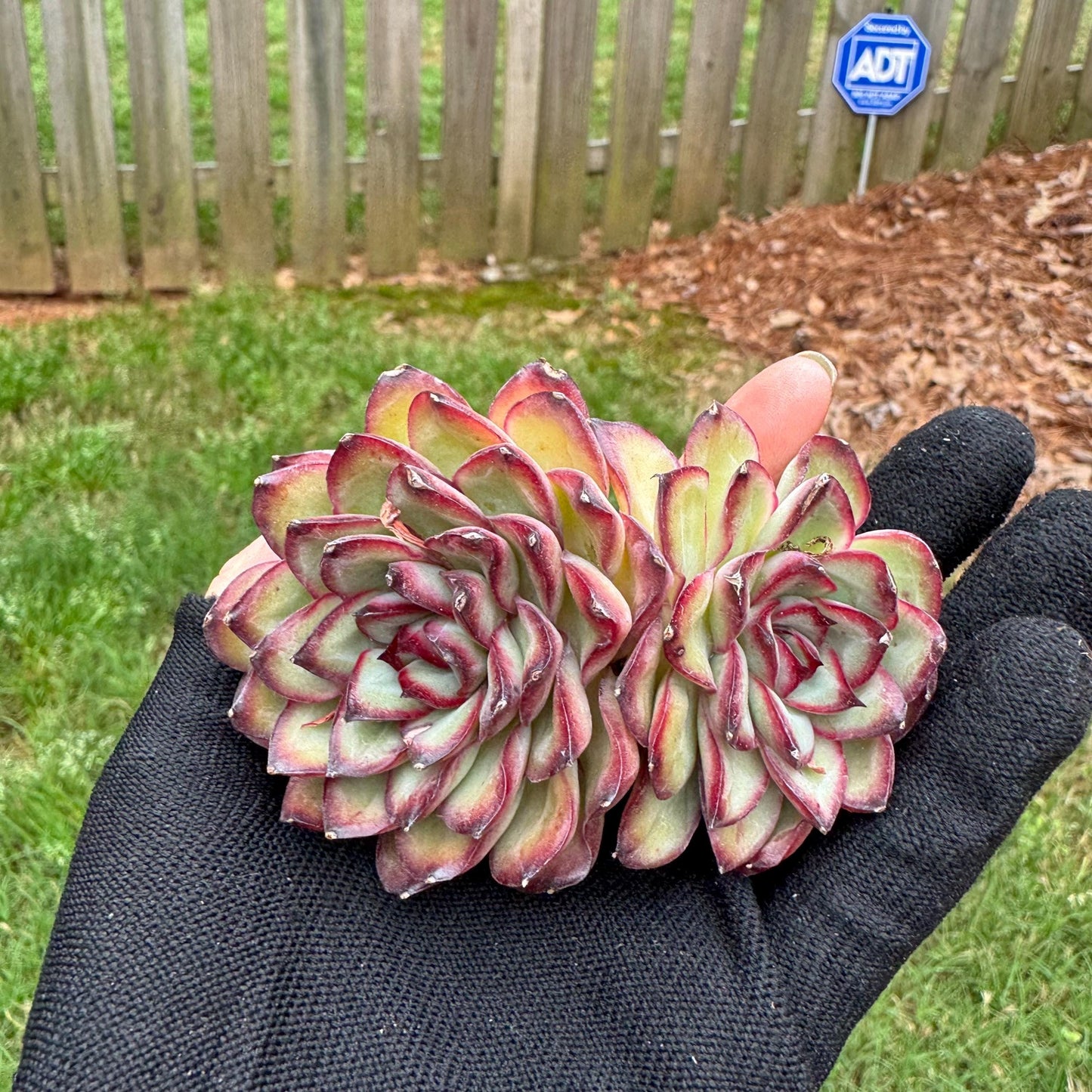 Rare succulents, Echeveria' pulidonis' , 2heads, 2.6inches