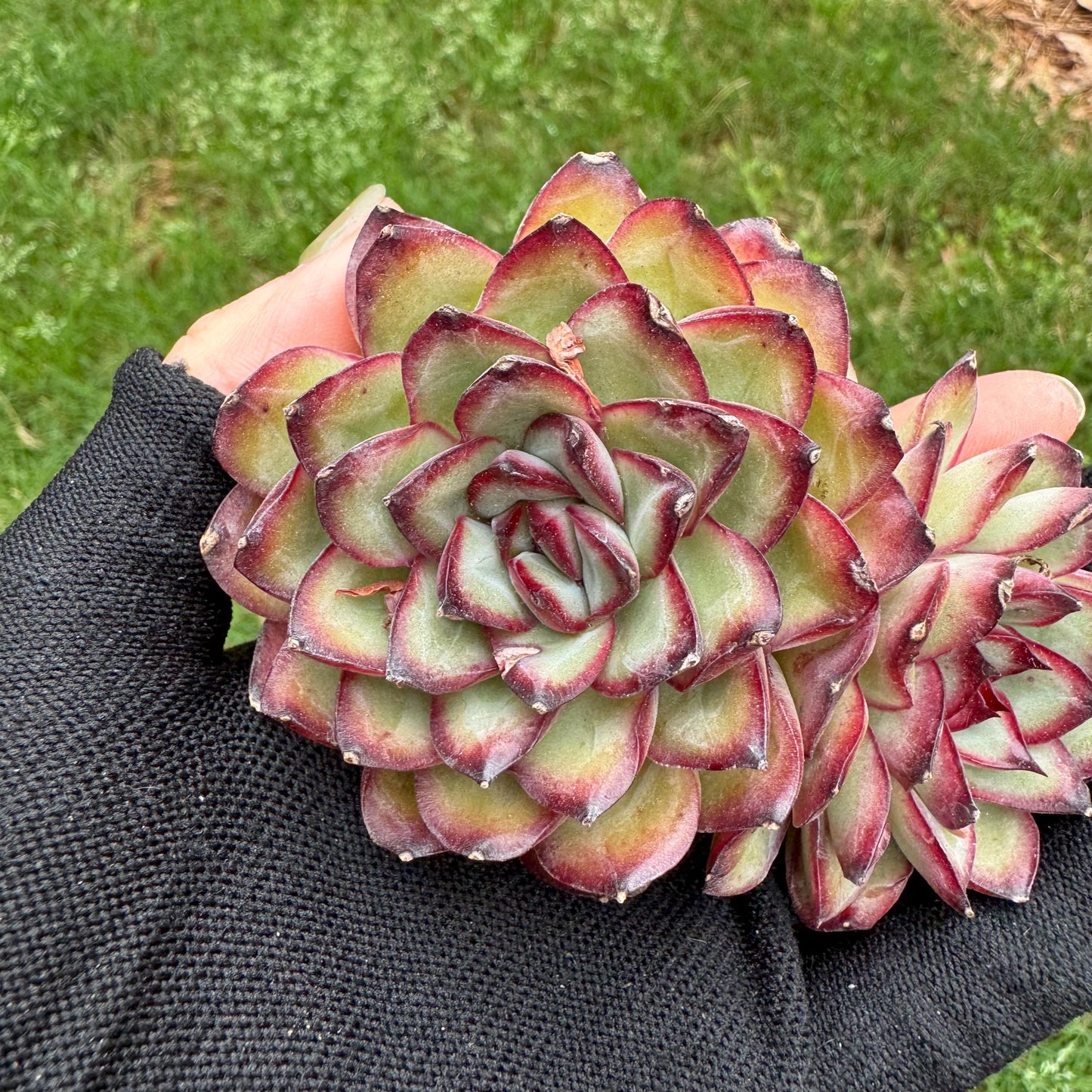 Rare succulents, Echeveria' pulidonis' , 2heads, 2.6inches