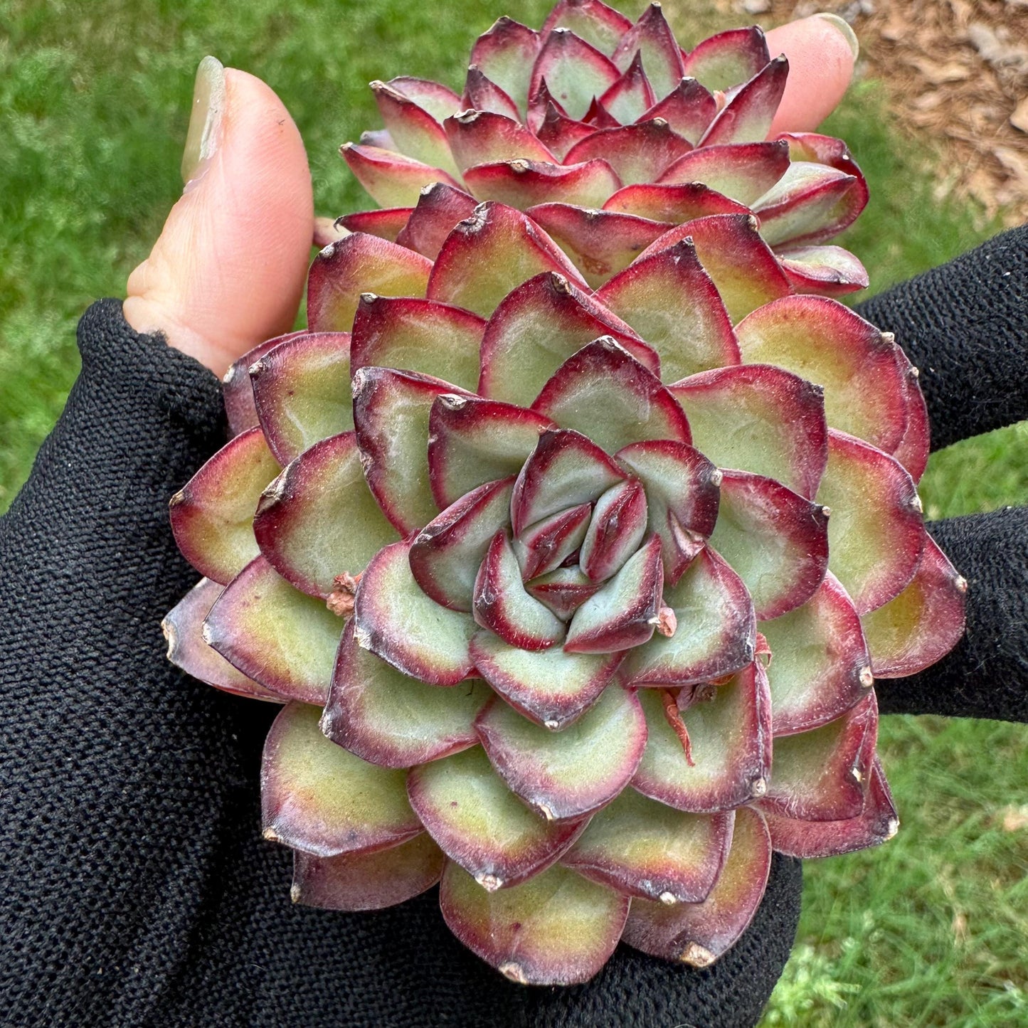 Rare succulents, Echeveria' pulidonis' , 2heads, 2.6inches