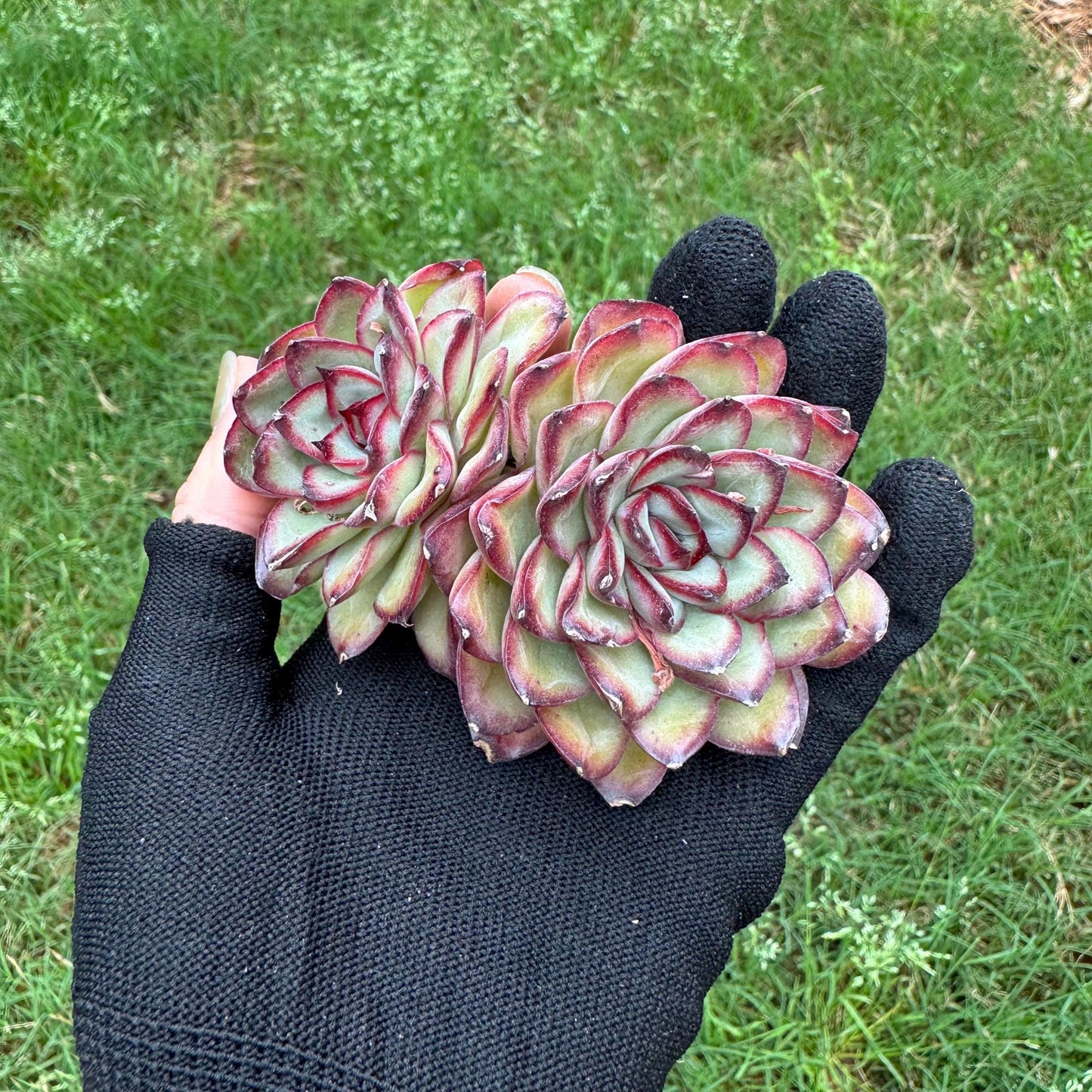 Rare succulents, Echeveria' pulidonis' , 2heads, 2.6inches