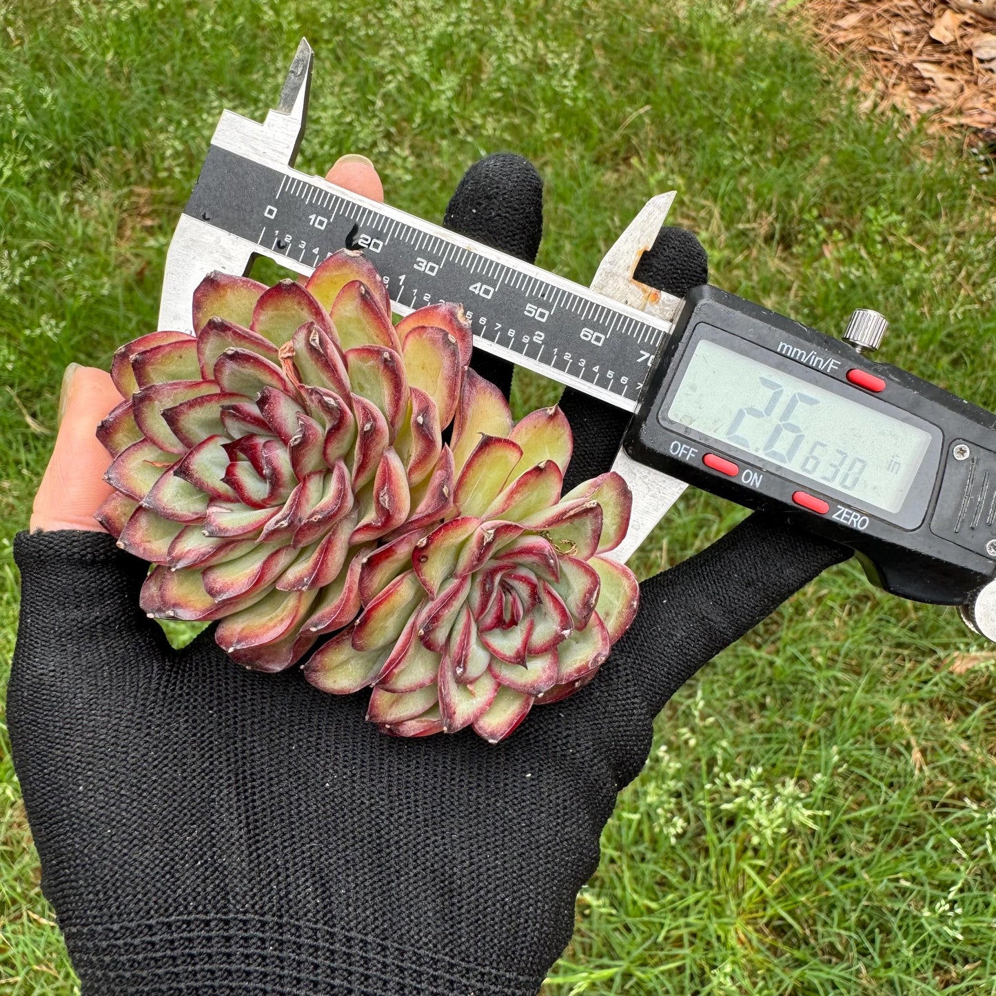 Rare succulents, Echeveria' pulidonis' , 2heads, 2.6inches