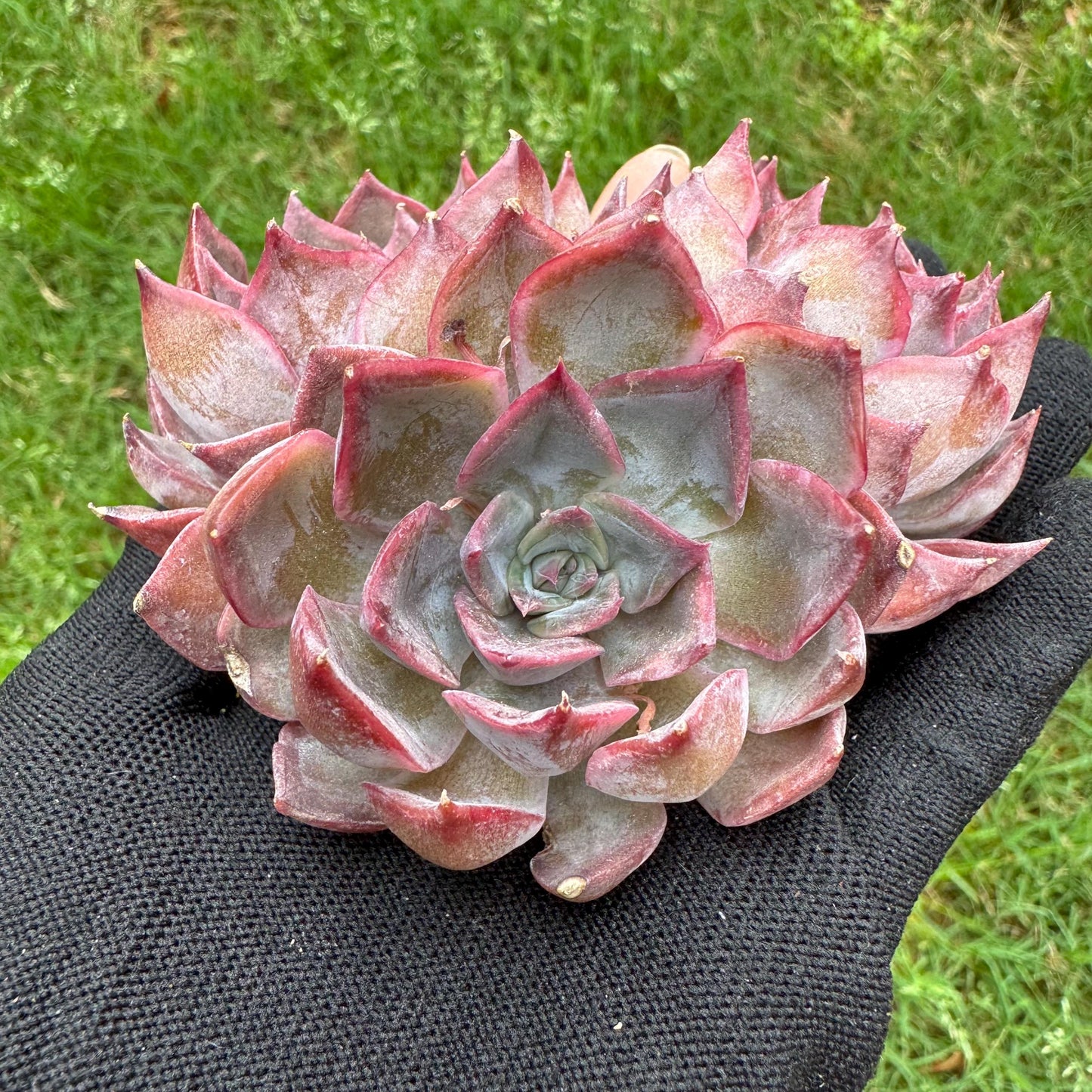 Echeveria 'dark ice' small cluster, nice,3heads , 2.7inches