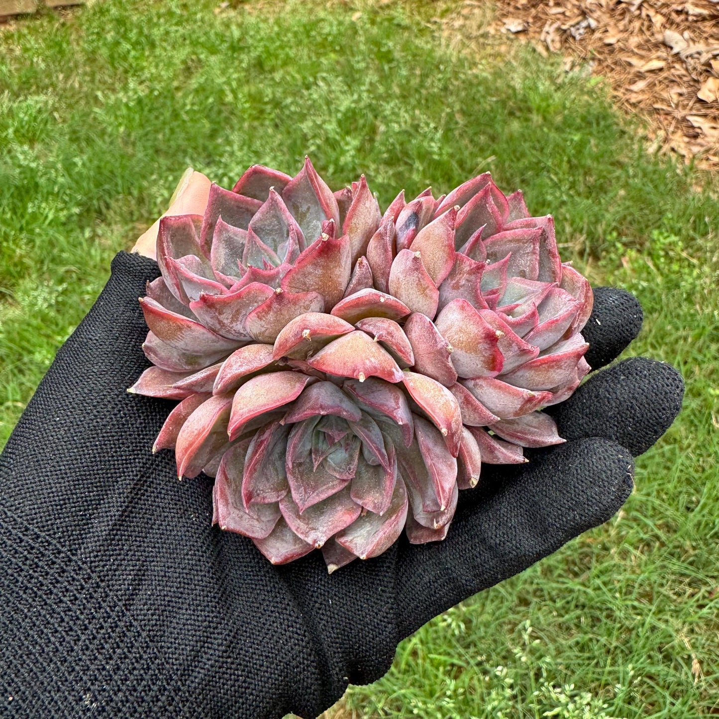 Echeveria 'dark ice' small cluster, nice,3heads , 2.7inches