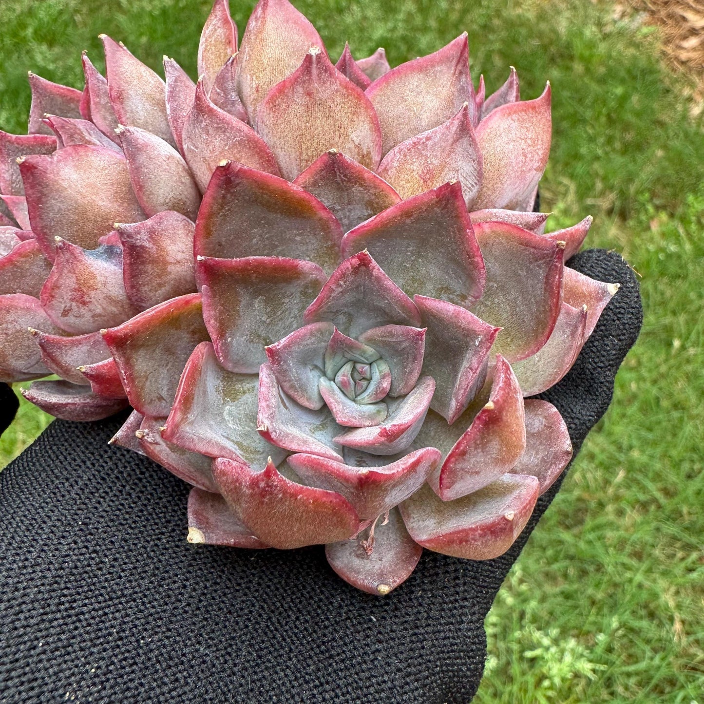 Echeveria 'dark ice' small cluster, nice,3heads , 2.7inches