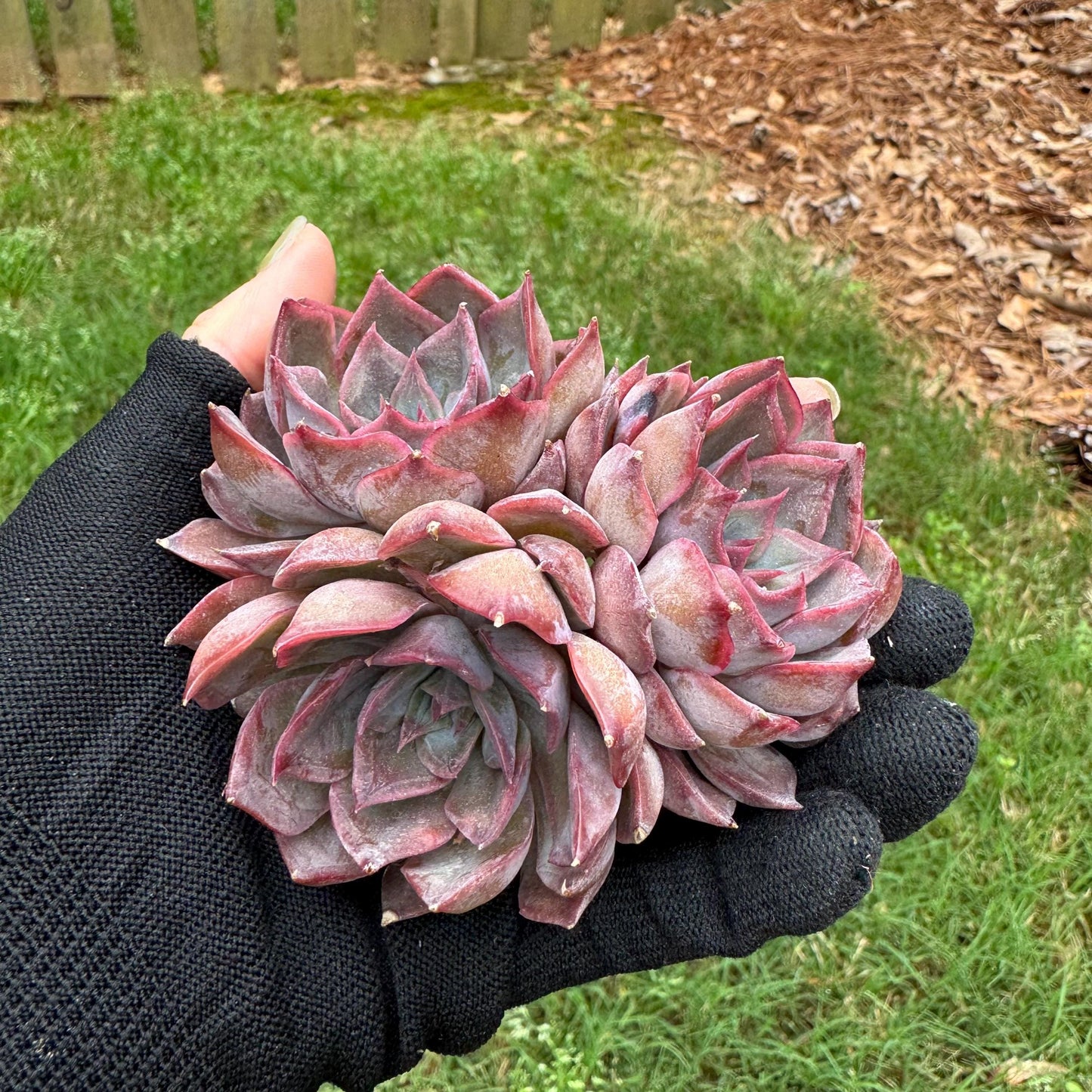 Echeveria 'dark ice' small cluster, nice,3heads , 2.7inches