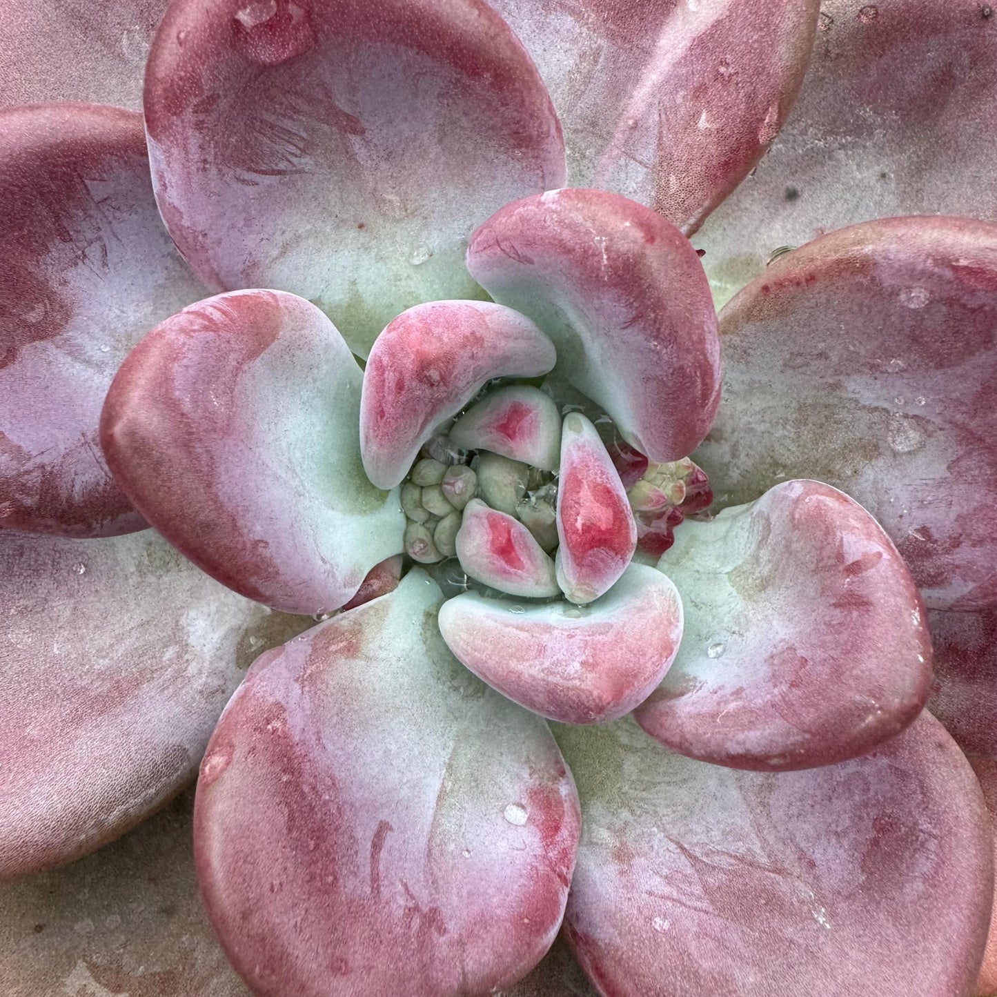 Rare succulents plants ,Graptoveria 'Opalina ’ single head, 5.2inches