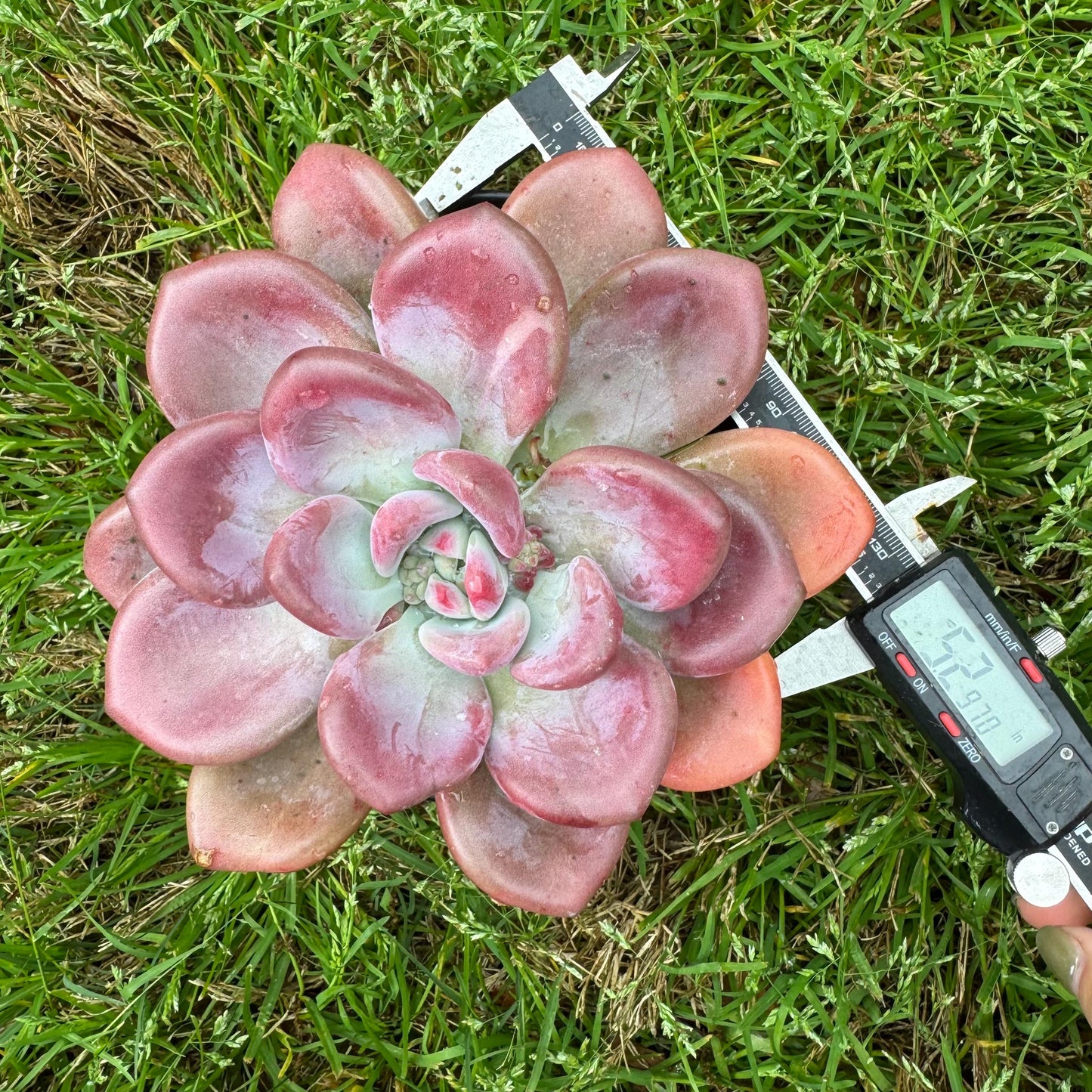 Rare succulents plants ,Graptoveria 'Opalina ’ single head, 5.2inches