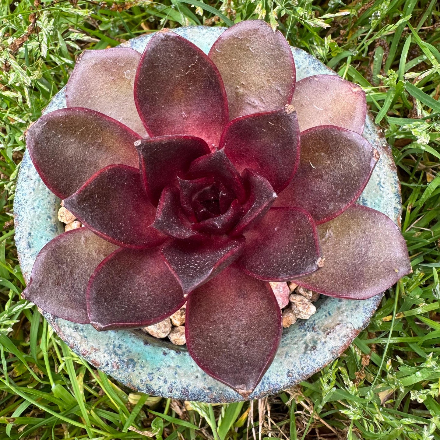 New! Echeveria Korean 'Red light ', 3.1inches