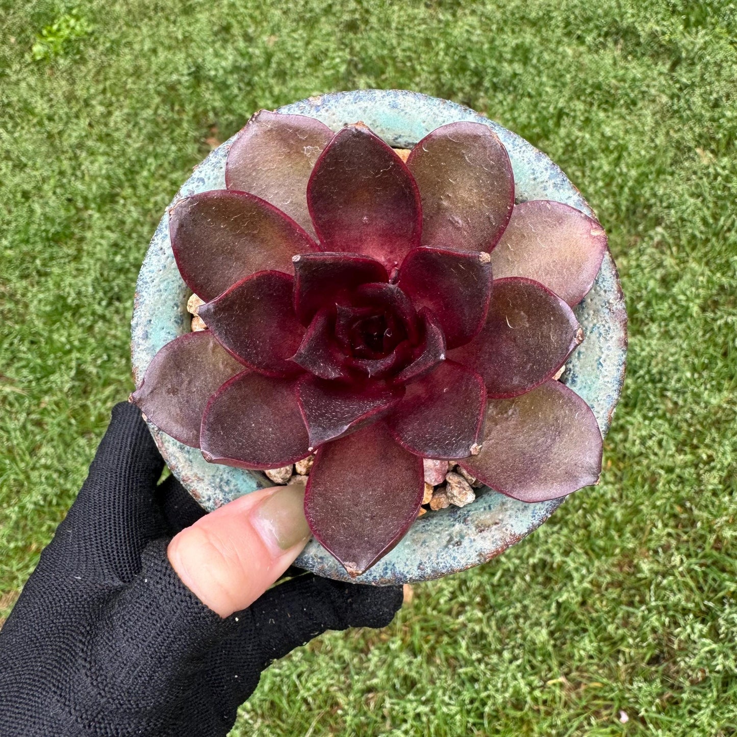 New! Echeveria Korean 'Red light ', 3.1inches