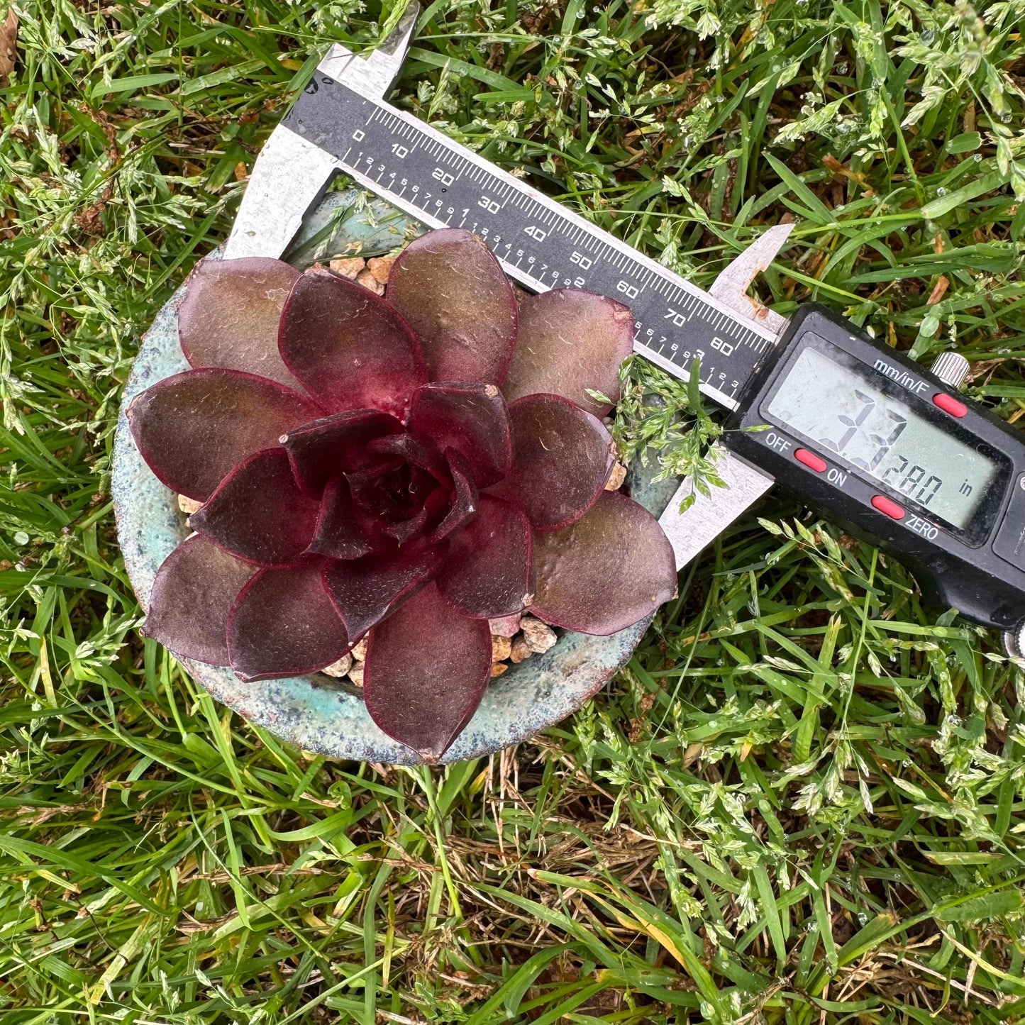 New! Echeveria Korean 'Red light ', 3.1inches