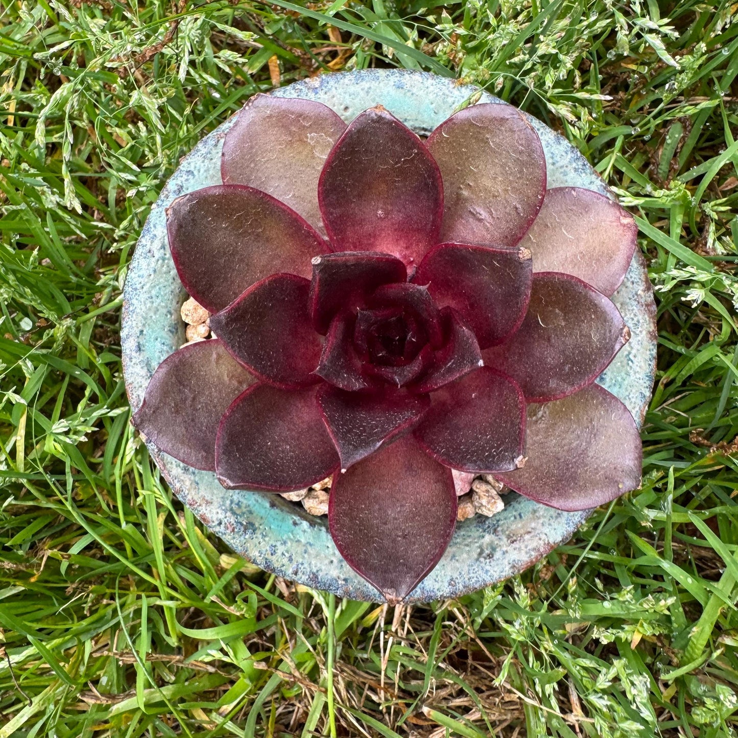 New! Echeveria Korean 'Red light ', 3.1inches