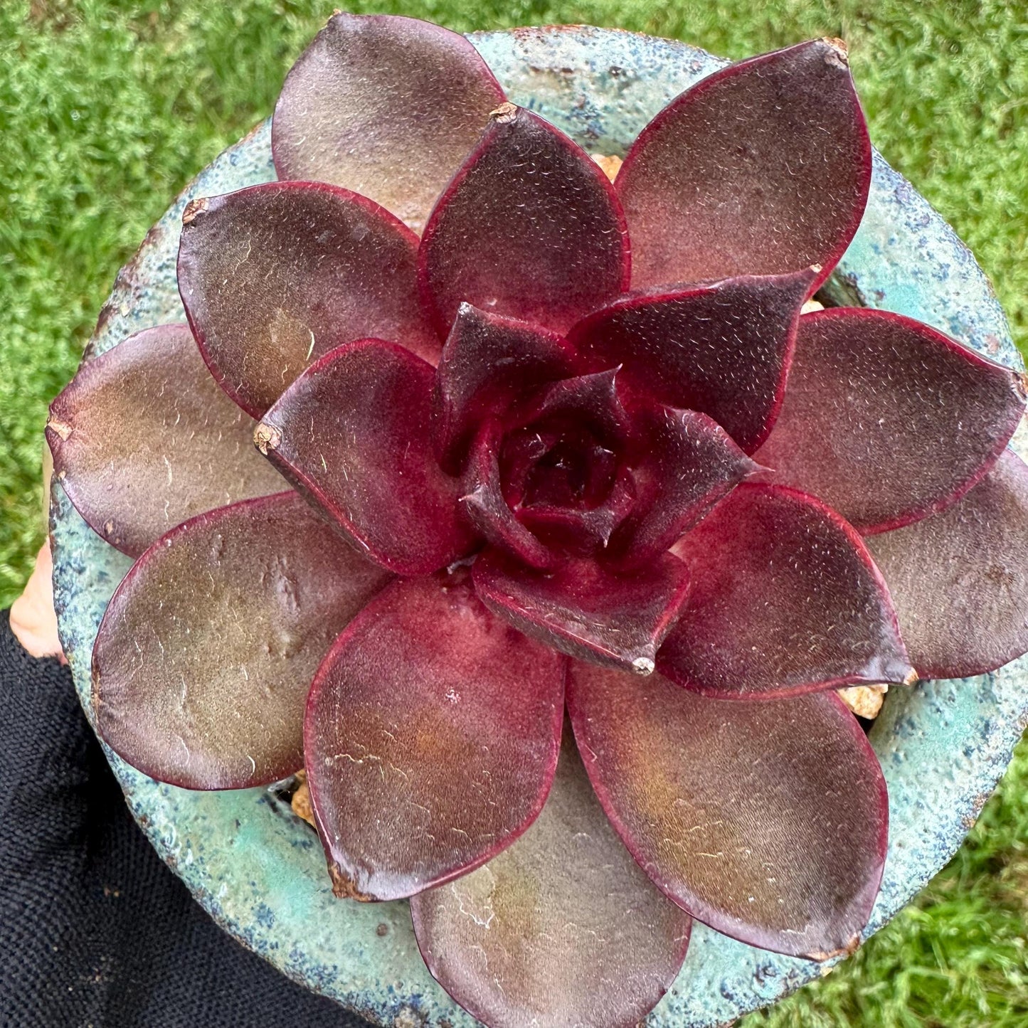 New! Echeveria Korean 'Red light ', 3.1inches