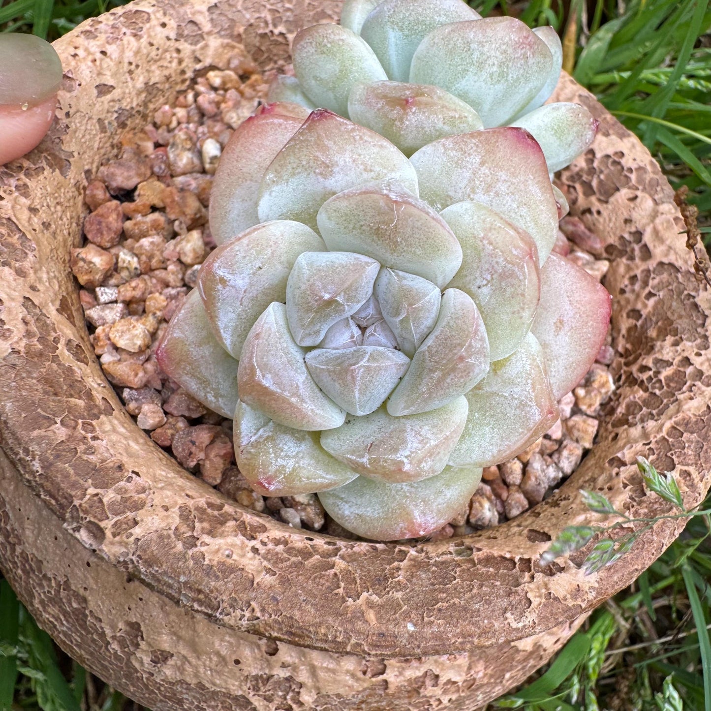 Echeveria Korean cream ' Ice Green', 2heads, 2.6inches