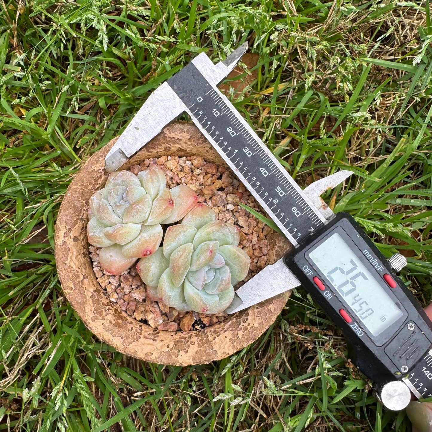 Echeveria Korean cream ' Ice Green', 2heads, 2.6inches