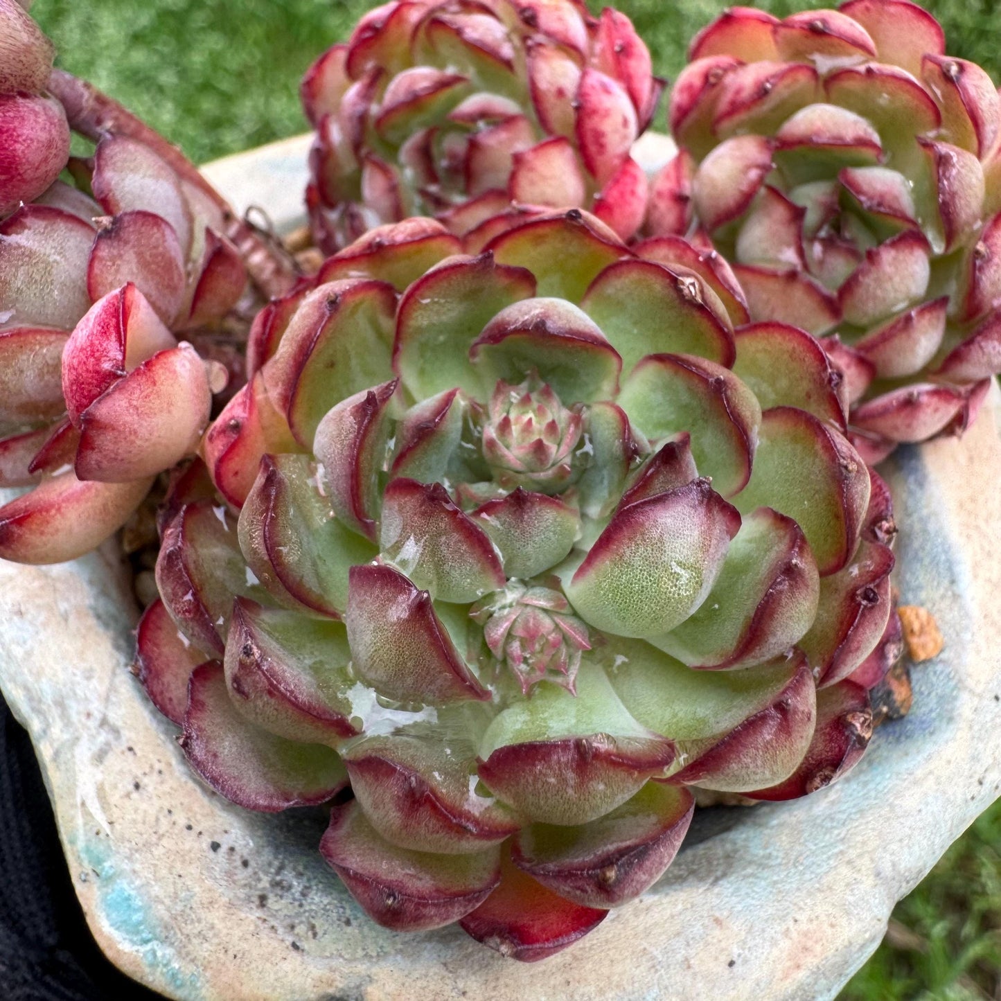 Rare succulents, Echeveria 'Dream Rose' cluster, 2.2inches