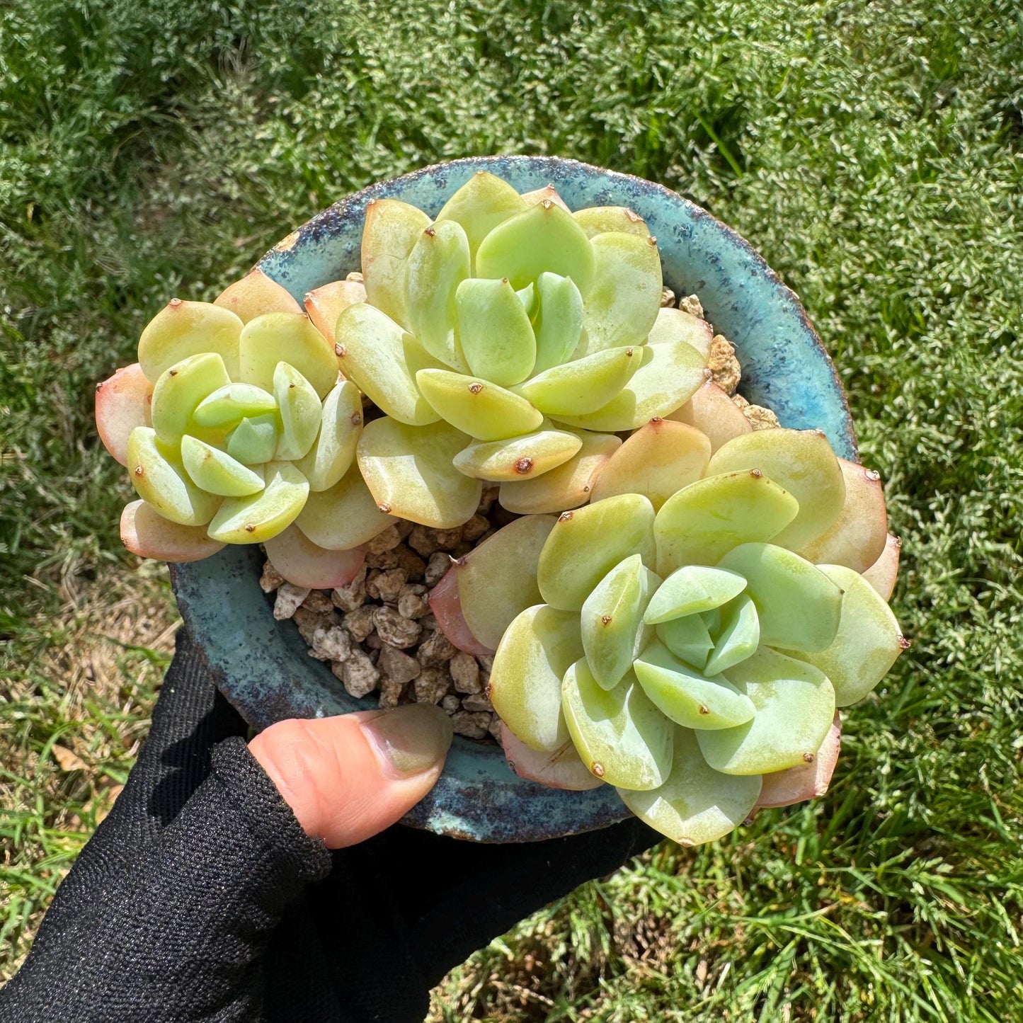 New rare succulents , Echeveria 'love song', 3.4inches