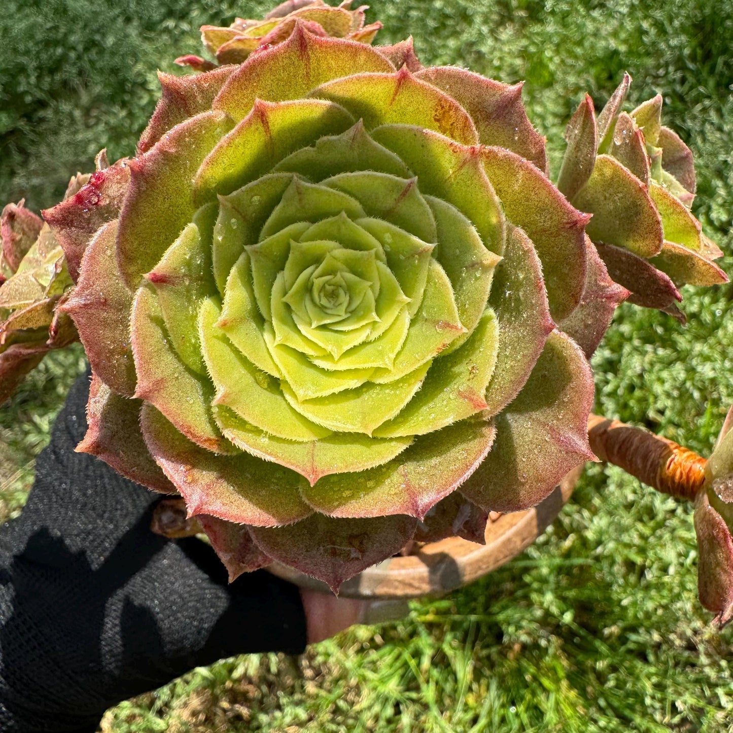Aeonium 'White Zwartkin ' cluster, 3.7inches