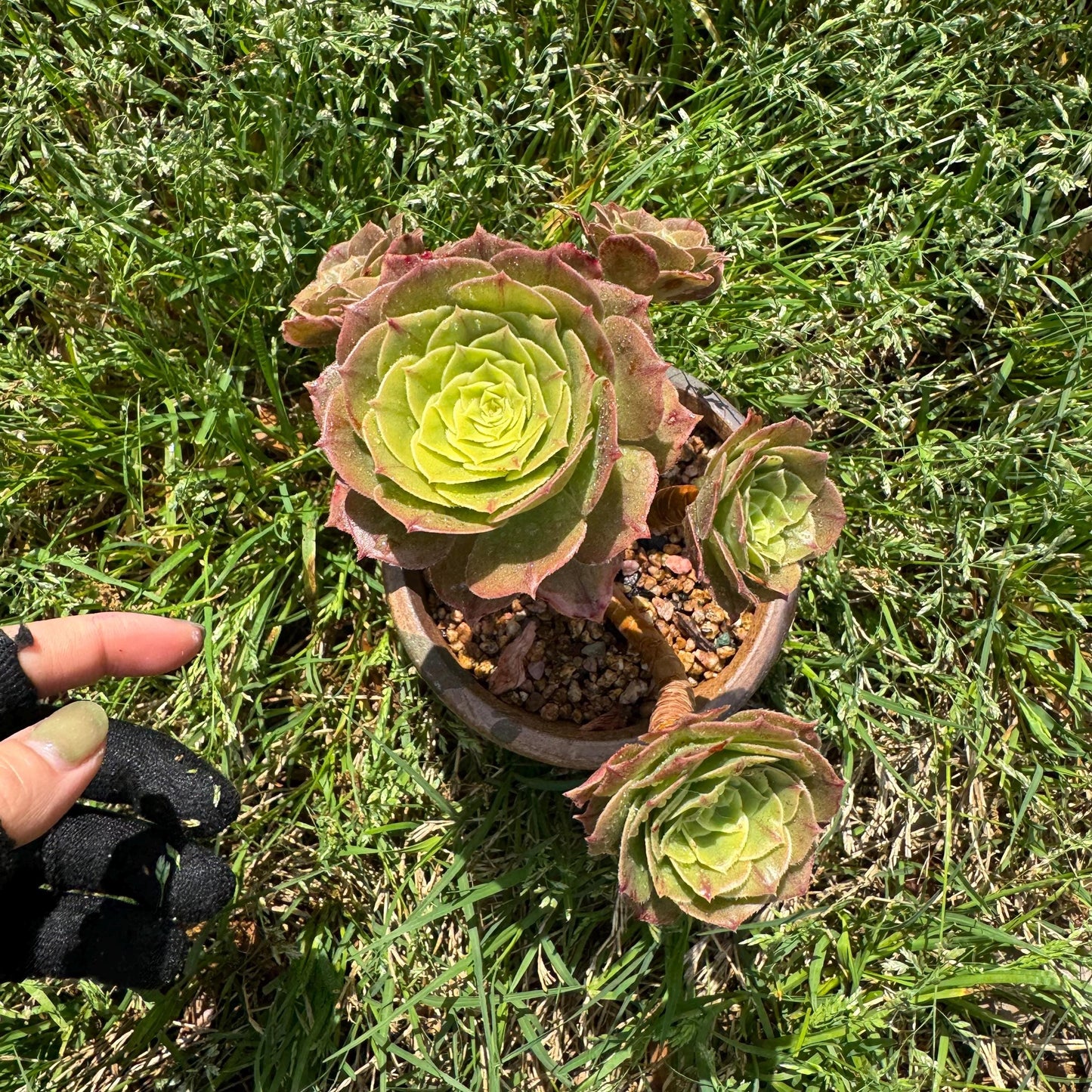 Aeonium 'White Zwartkin ' cluster, 3.7inches
