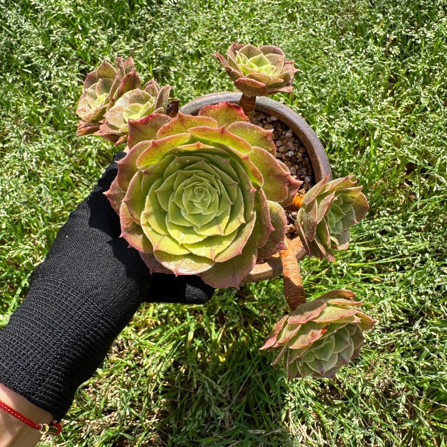 Aeonium 'White Zwartkin ' cluster, 3.7inches