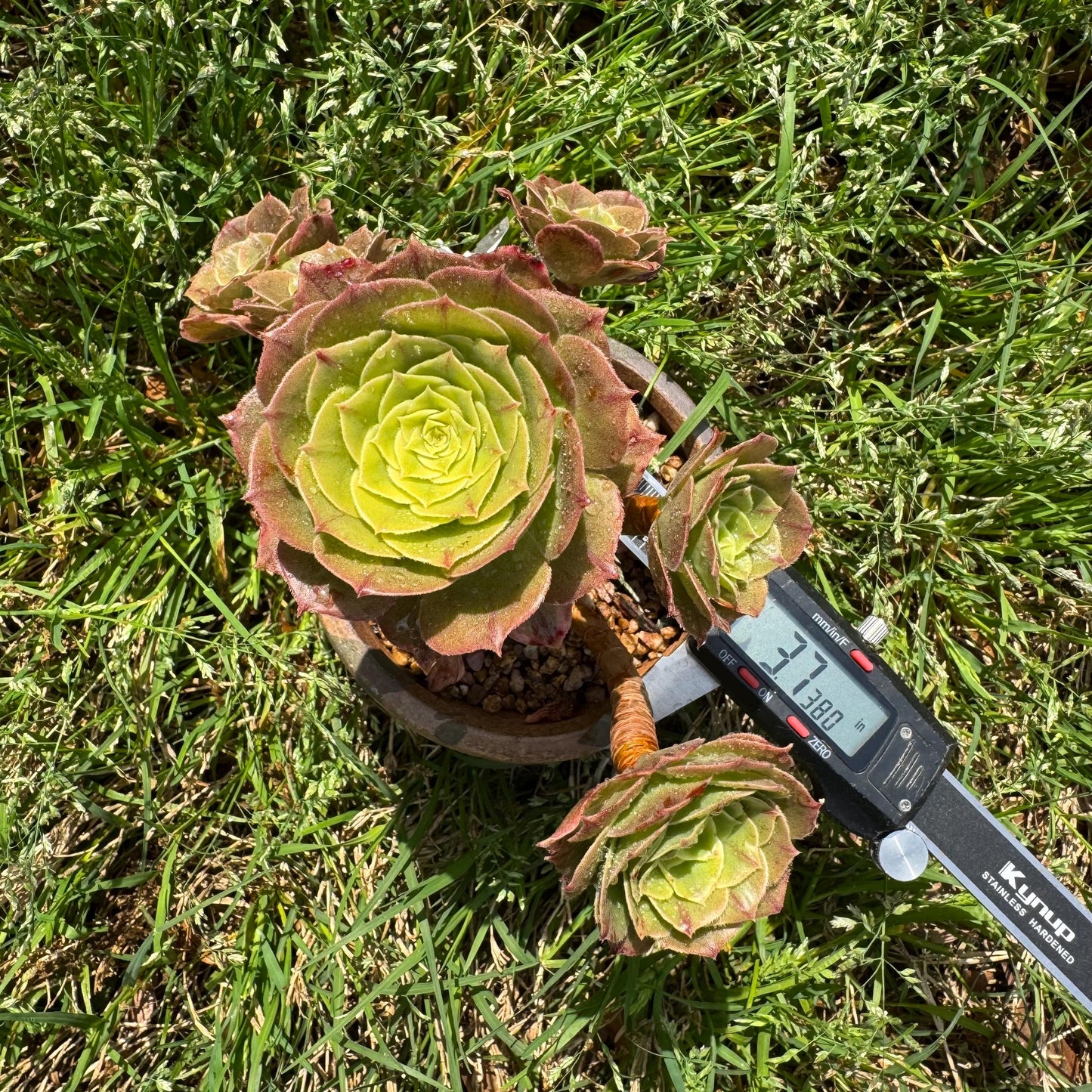 Aeonium 'White Zwartkin ' cluster, 3.7inches