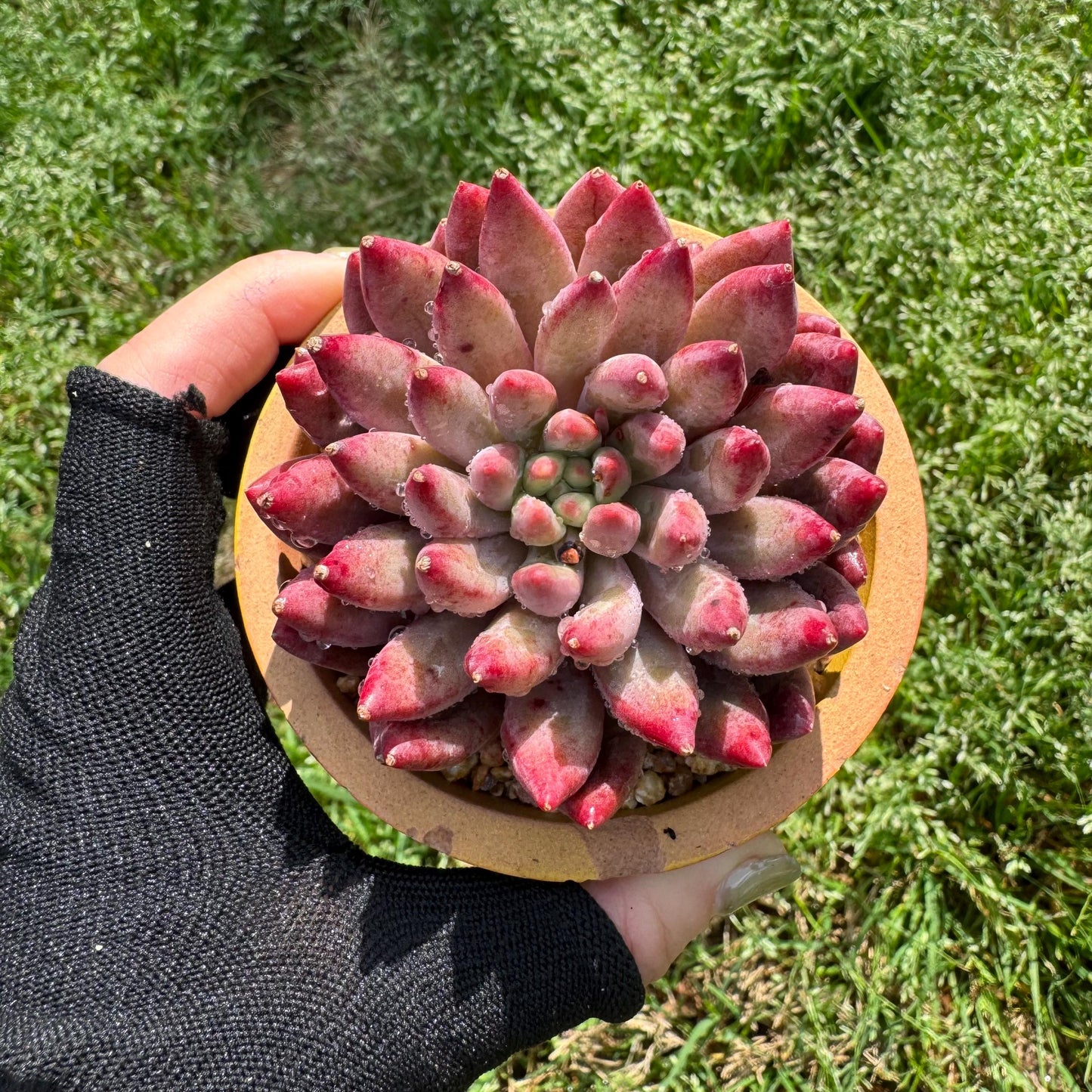 Rare succulents , Echeveria 'Cherry' , single head, 2.6inches