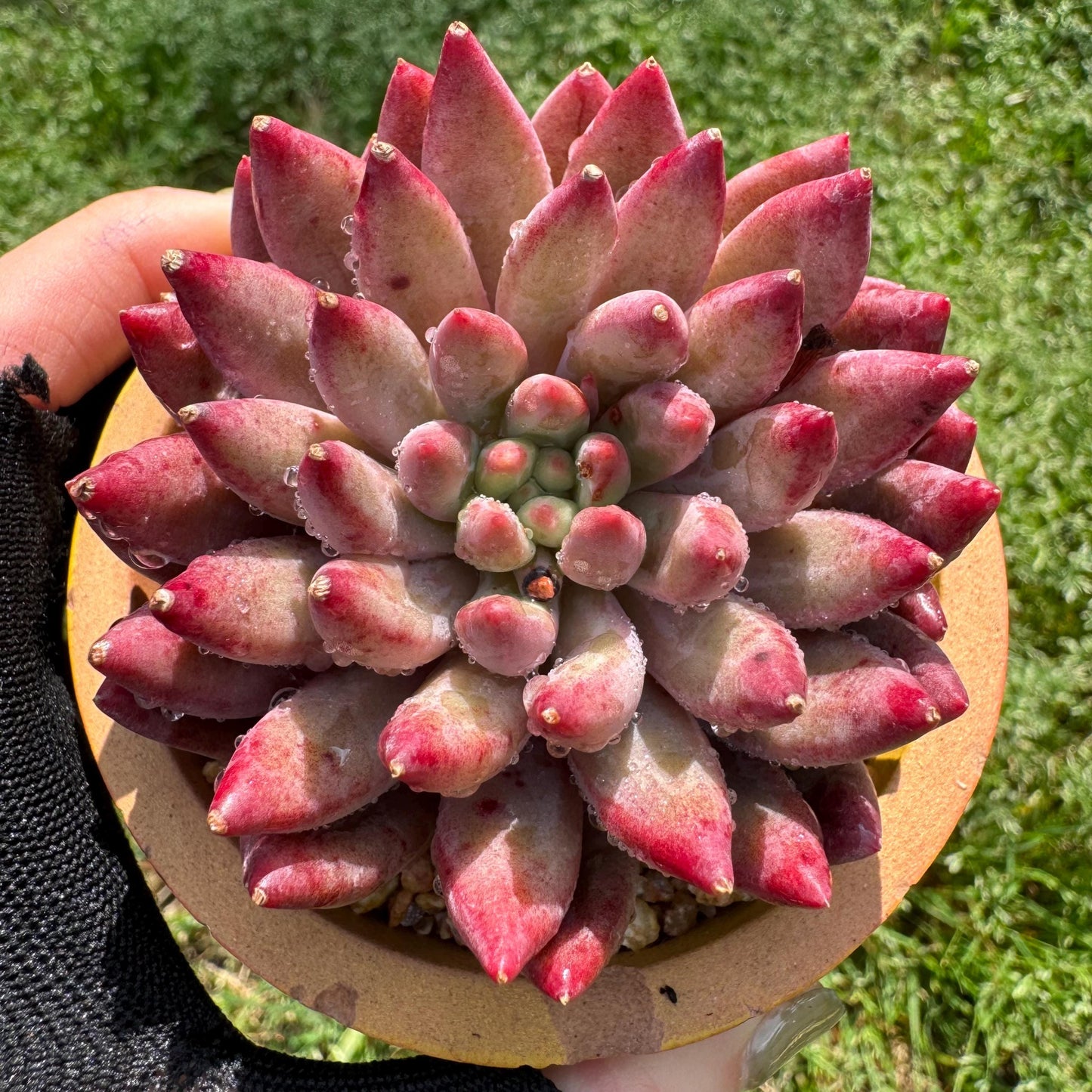 Rare succulents , Echeveria 'Cherry' , single head, 2.6inches