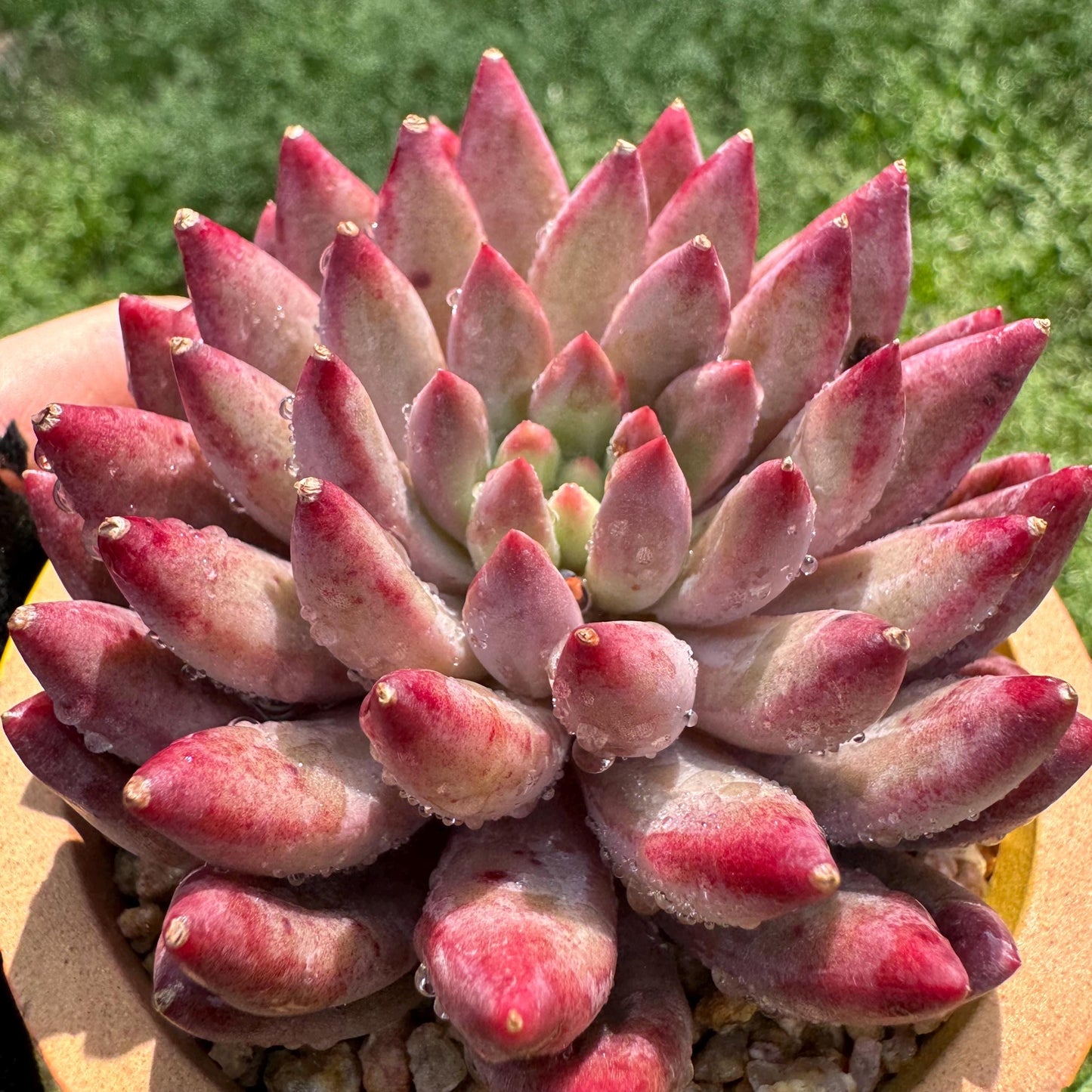 Rare succulents , Echeveria 'Cherry' , single head, 2.6inches