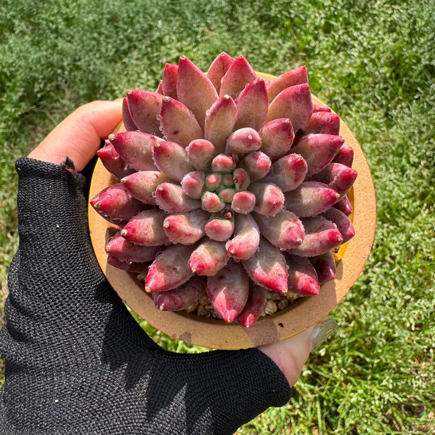 Rare succulents , Echeveria 'Cherry' , single head, 2.6inches