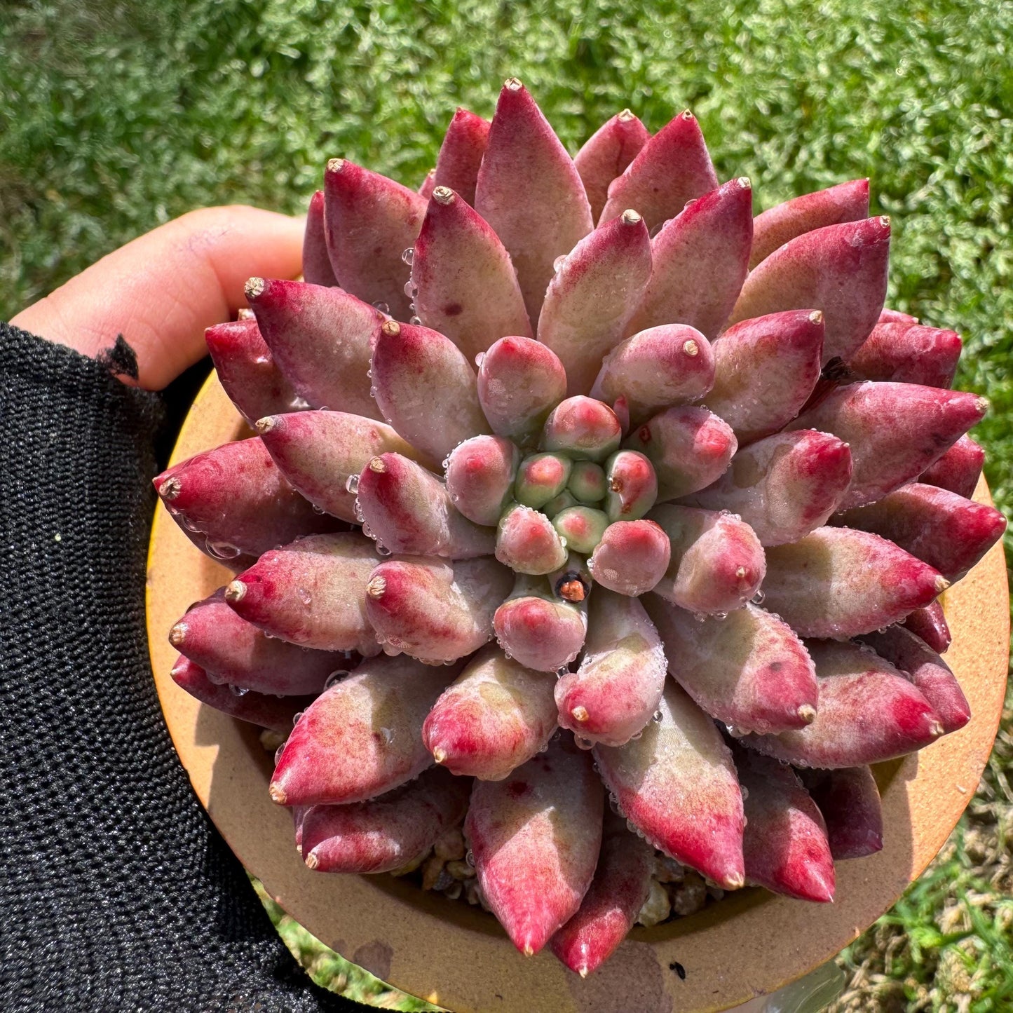 Rare succulents , Echeveria 'Cherry' , single head, 2.6inches