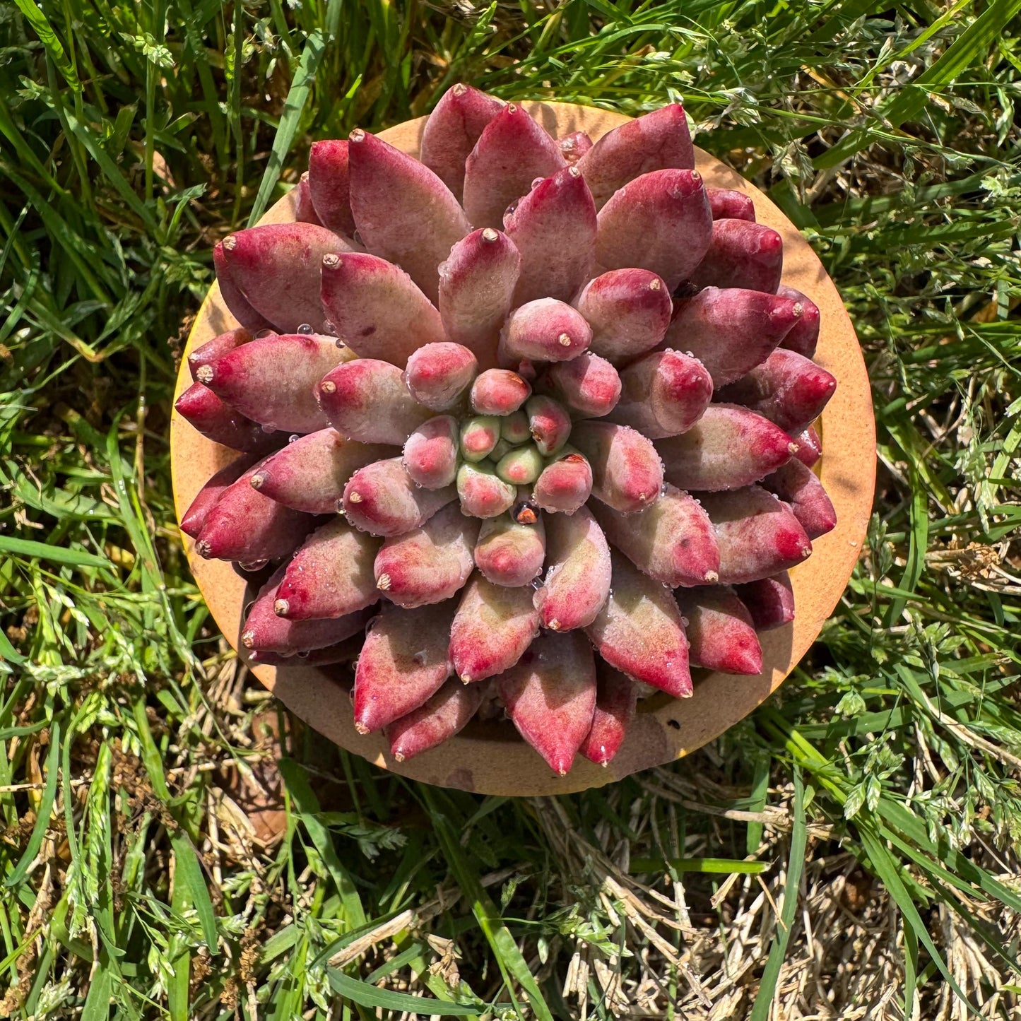 Rare succulents , Echeveria 'Cherry' , single head, 2.6inches