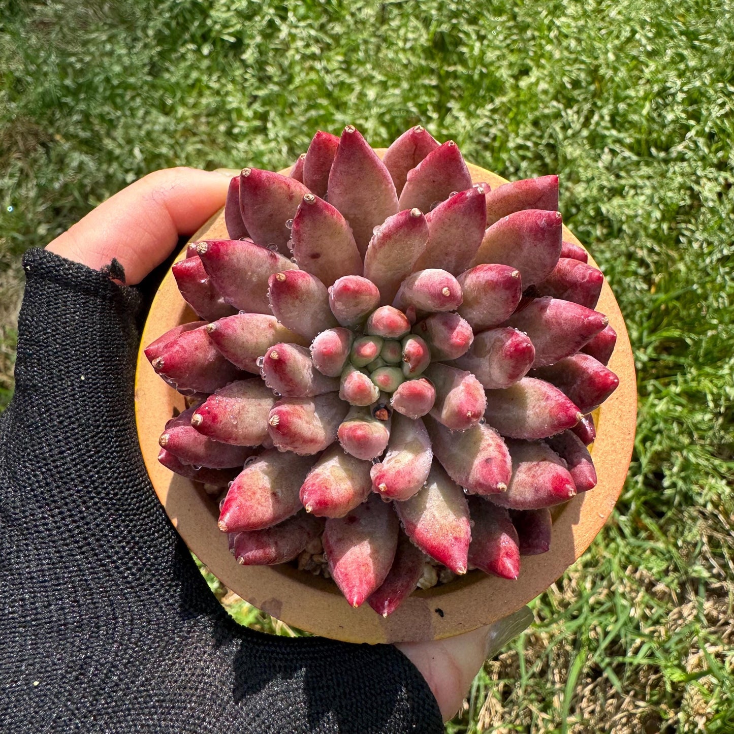 Rare succulents , Echeveria 'Cherry' , single head, 2.6inches
