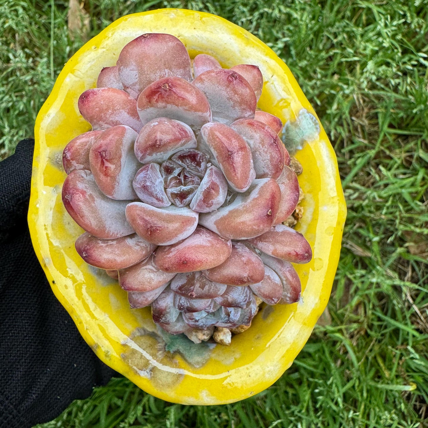 Rare succulents plants, Echeveria 'Star snow', 2.5inches, small little cluster