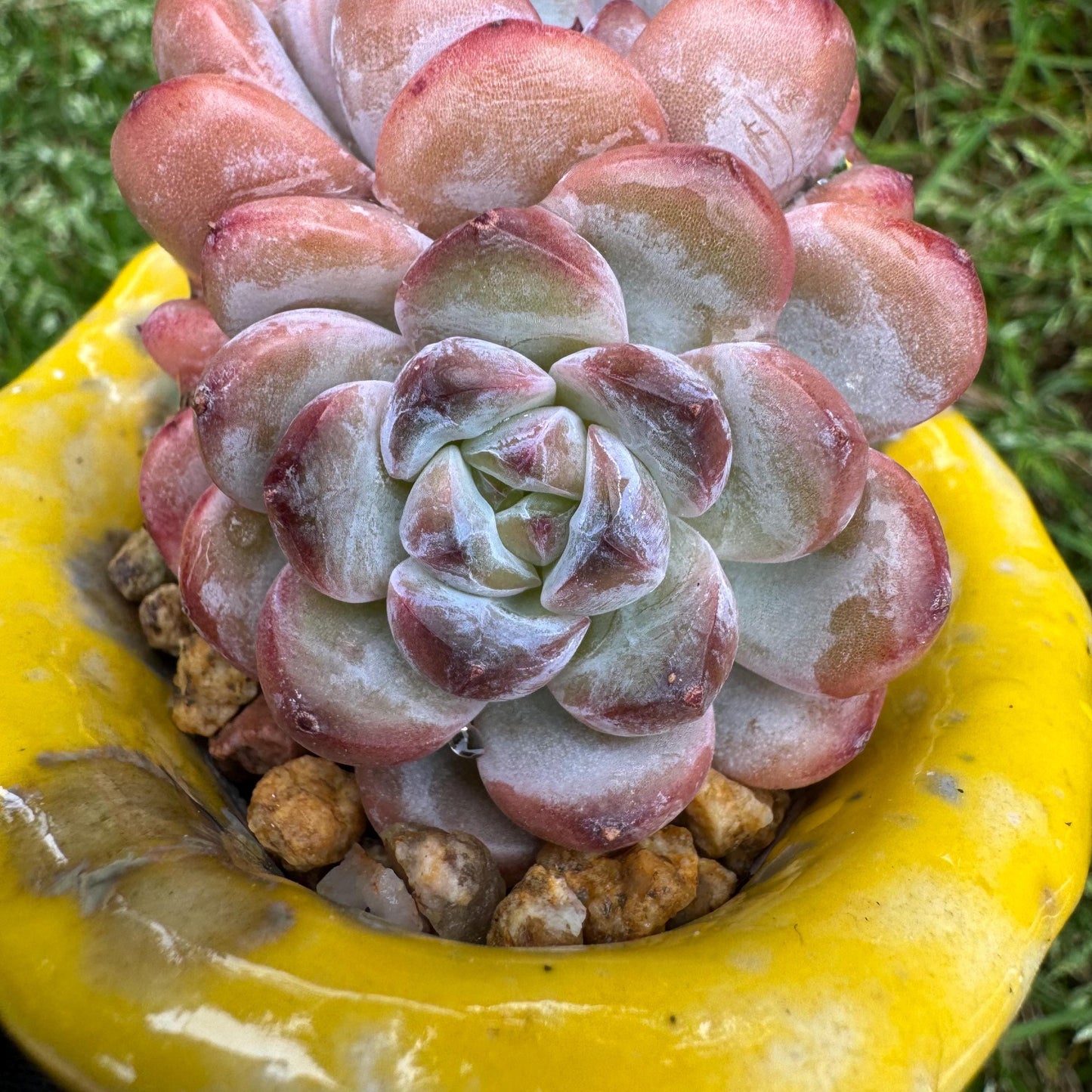 Rare succulents plants, Echeveria 'Star snow', 2.5inches, small little cluster