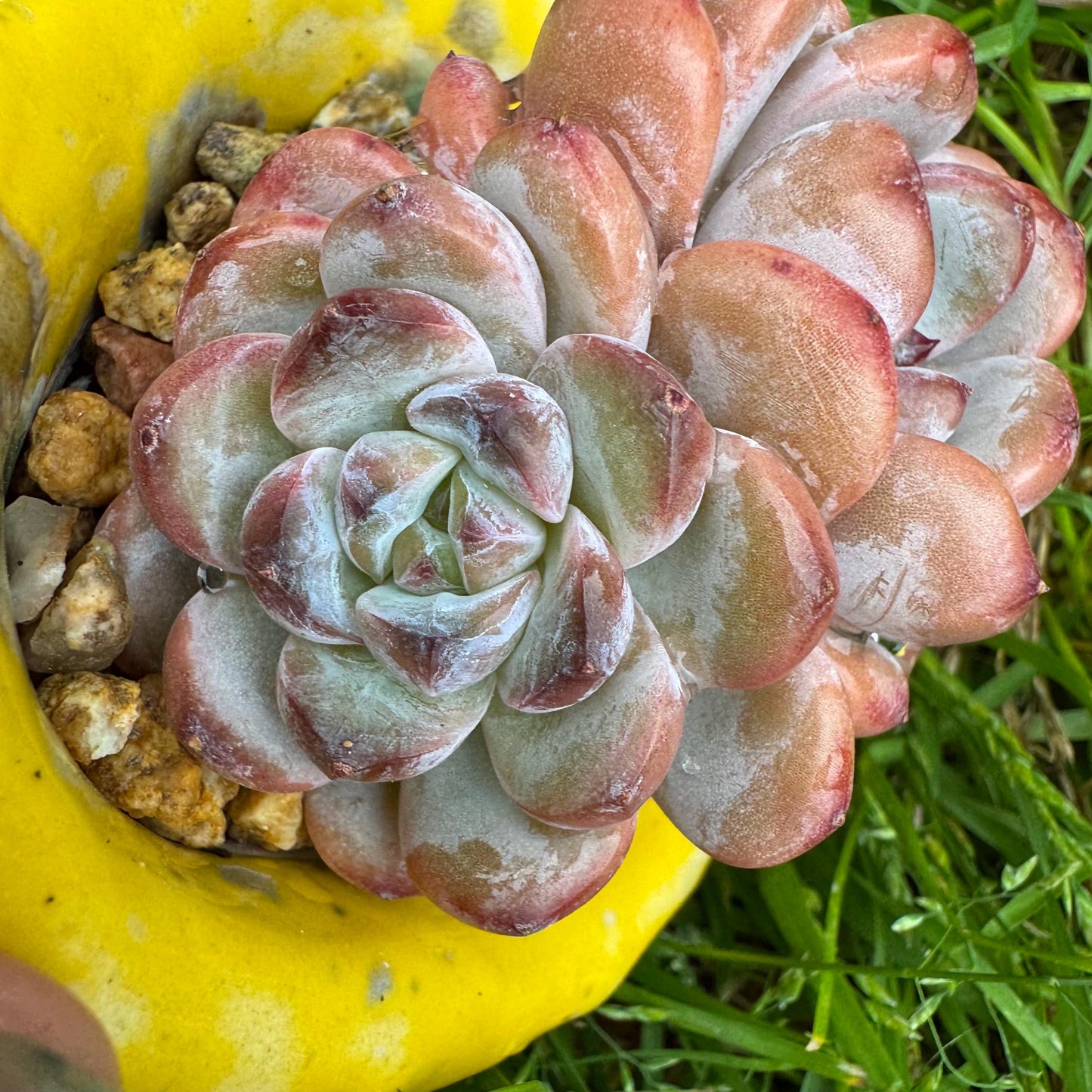 Rare succulents plants, Echeveria 'Star snow', 2.5inches, small little cluster