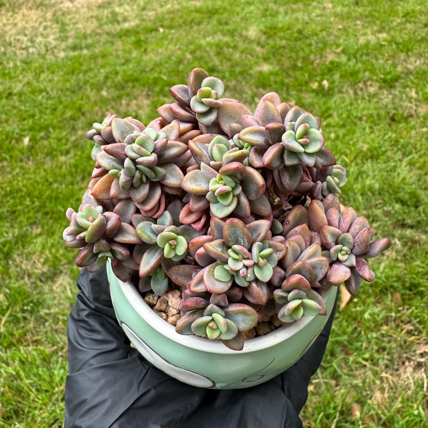 Rare succulents, Echeveria cv. Rezry, 2.5inches