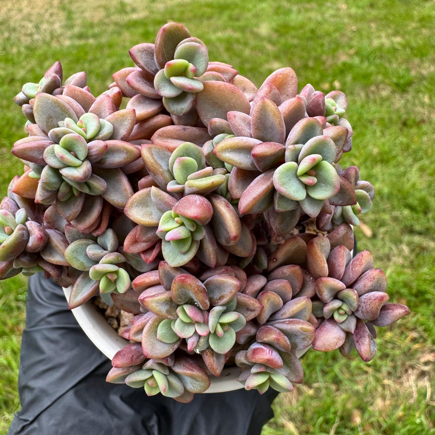 Rare succulents, Echeveria cv. Rezry, 2.5inches