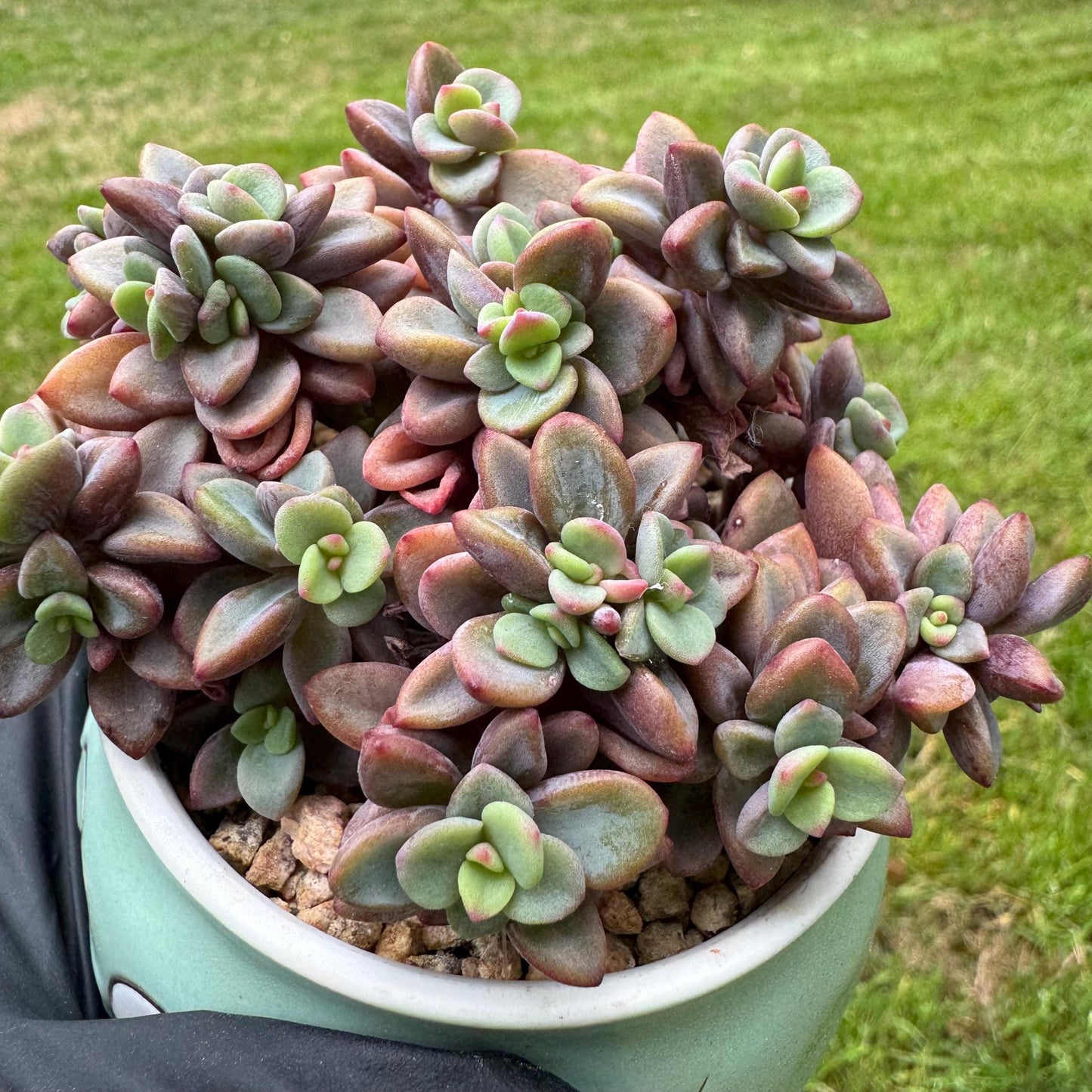 Rare succulents, Echeveria cv. Rezry, 2.5inches