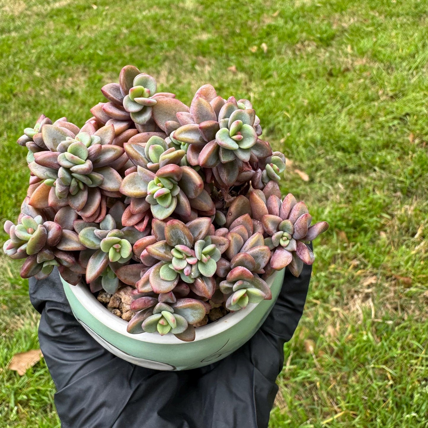 Rare succulents, Echeveria cv. Rezry, 2.5inches