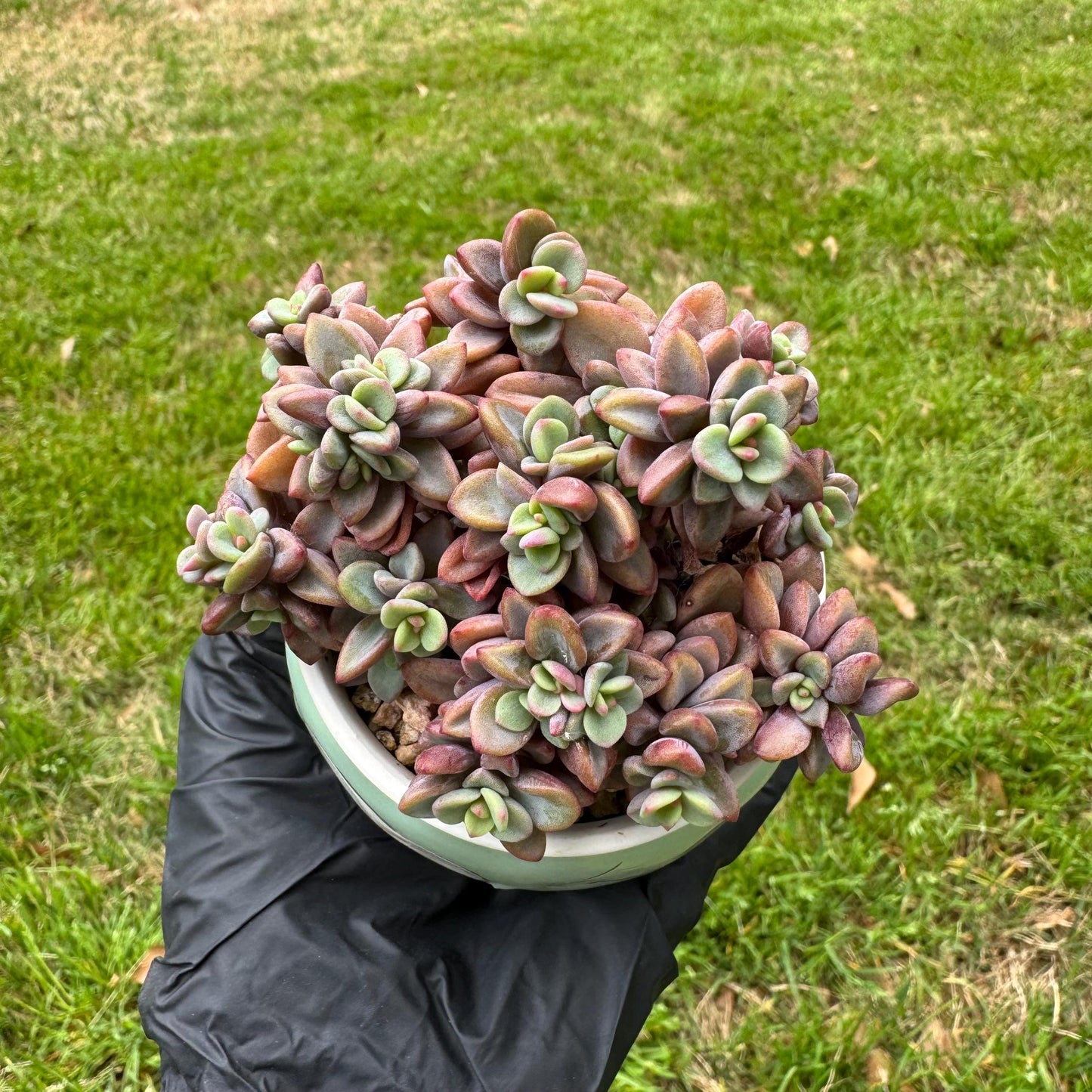 Rare succulents, Echeveria cv. Rezry, 2.5inches
