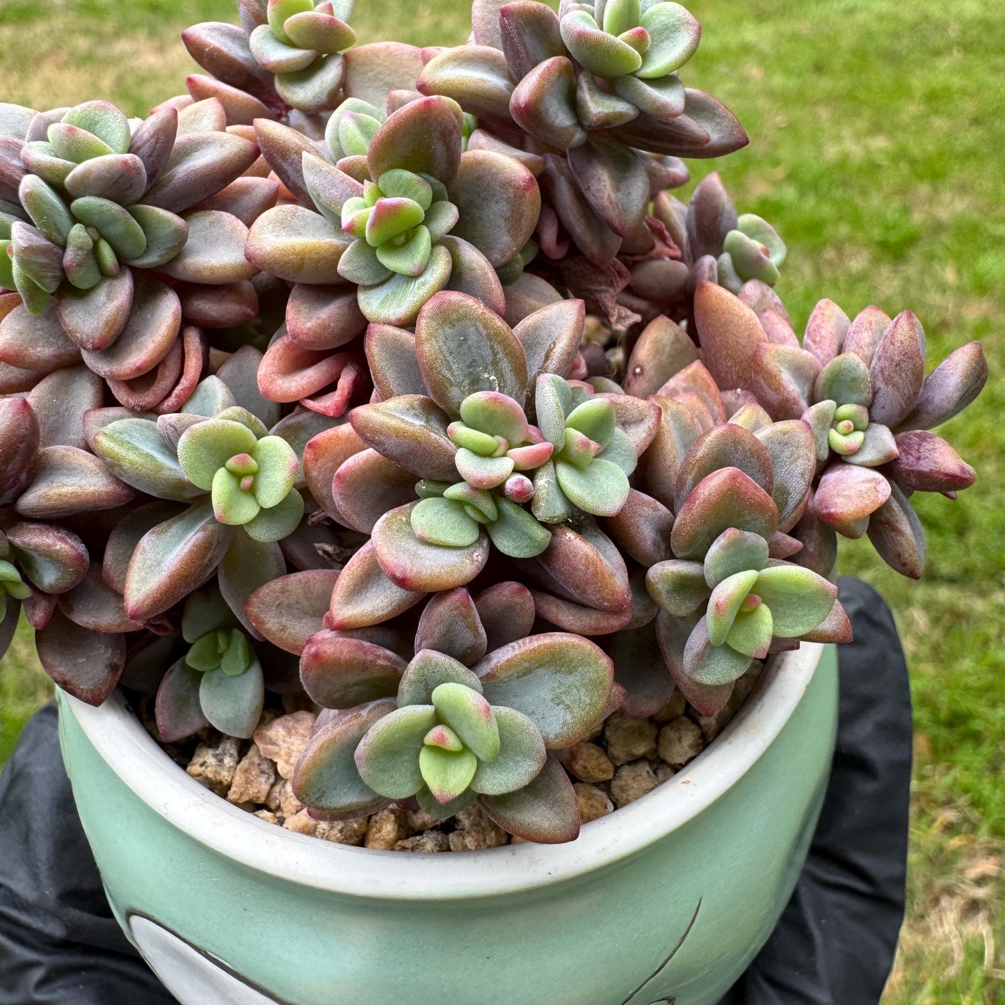 Rare succulents, Echeveria cv. Rezry, 2.5inches