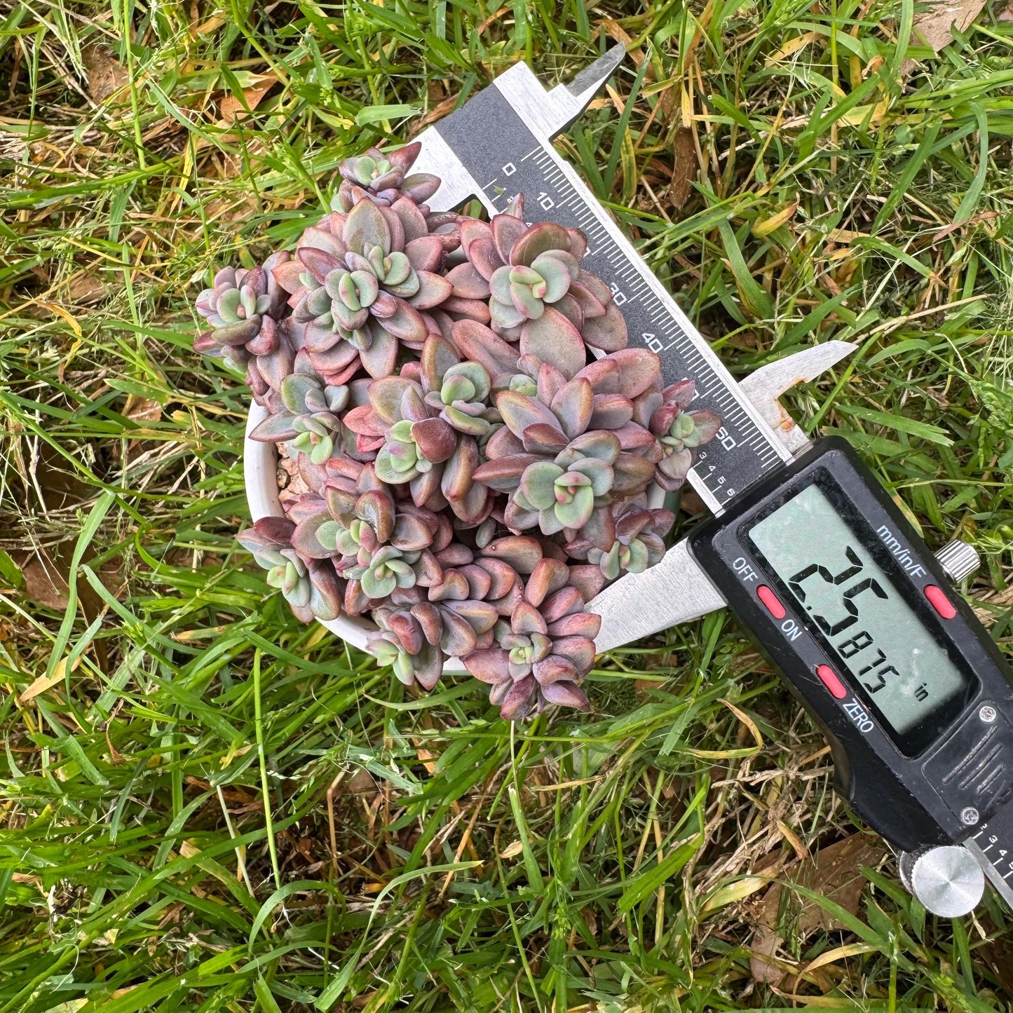 Rare succulents, Echeveria cv. Rezry, 2.5inches
