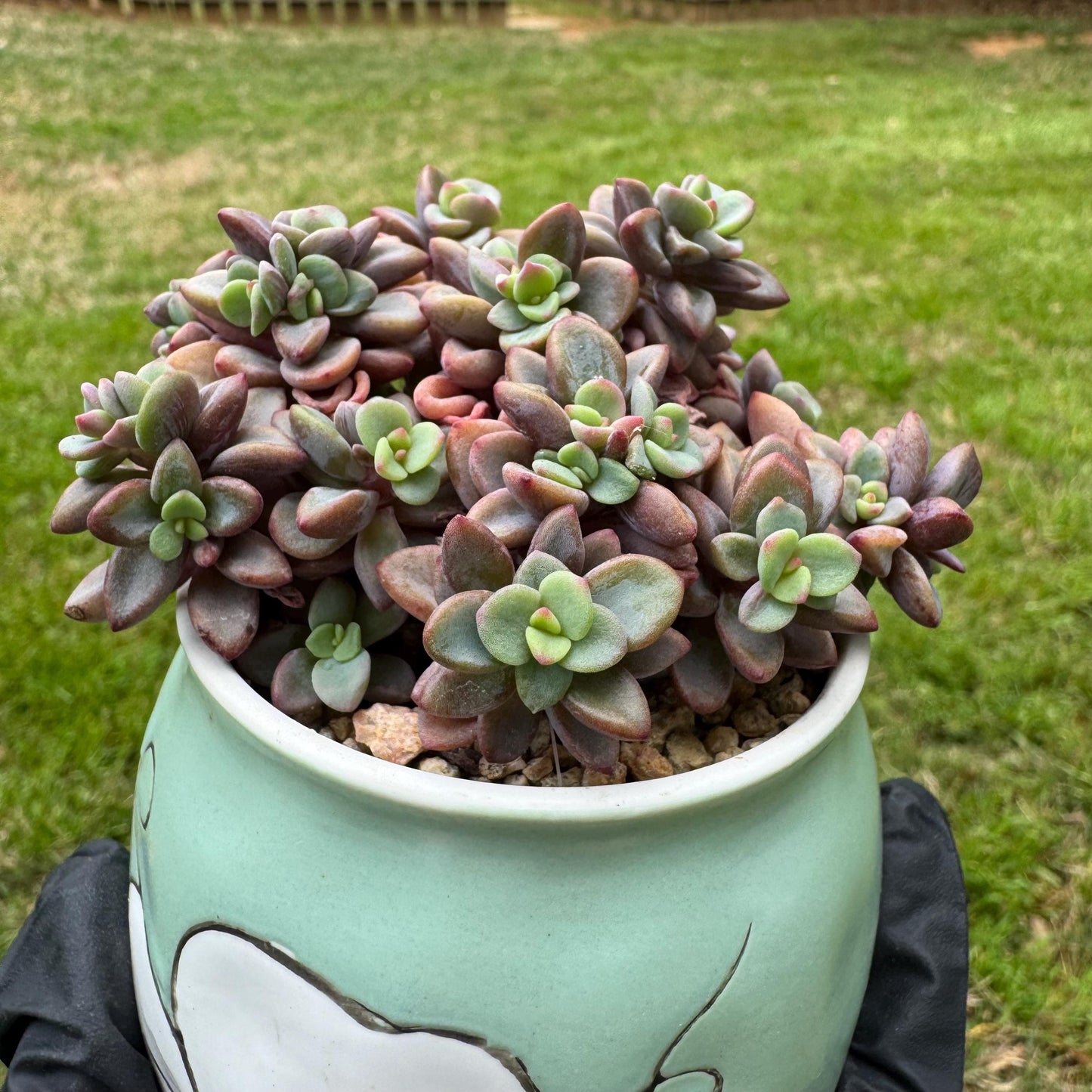 Rare succulents, Echeveria cv. Rezry, 2.5inches