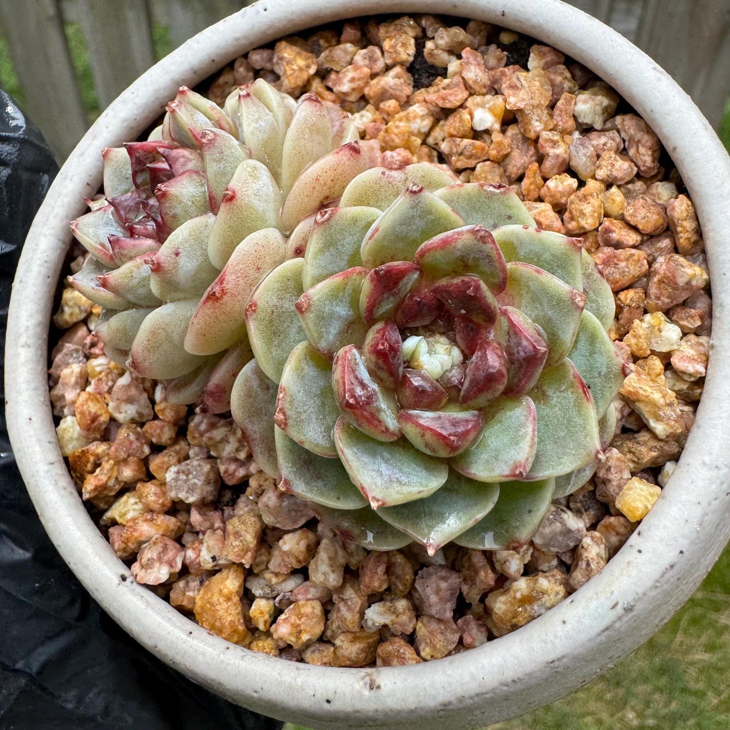 New succulents, Echeveria 'Red Velvet', 2heads, 2.7inches