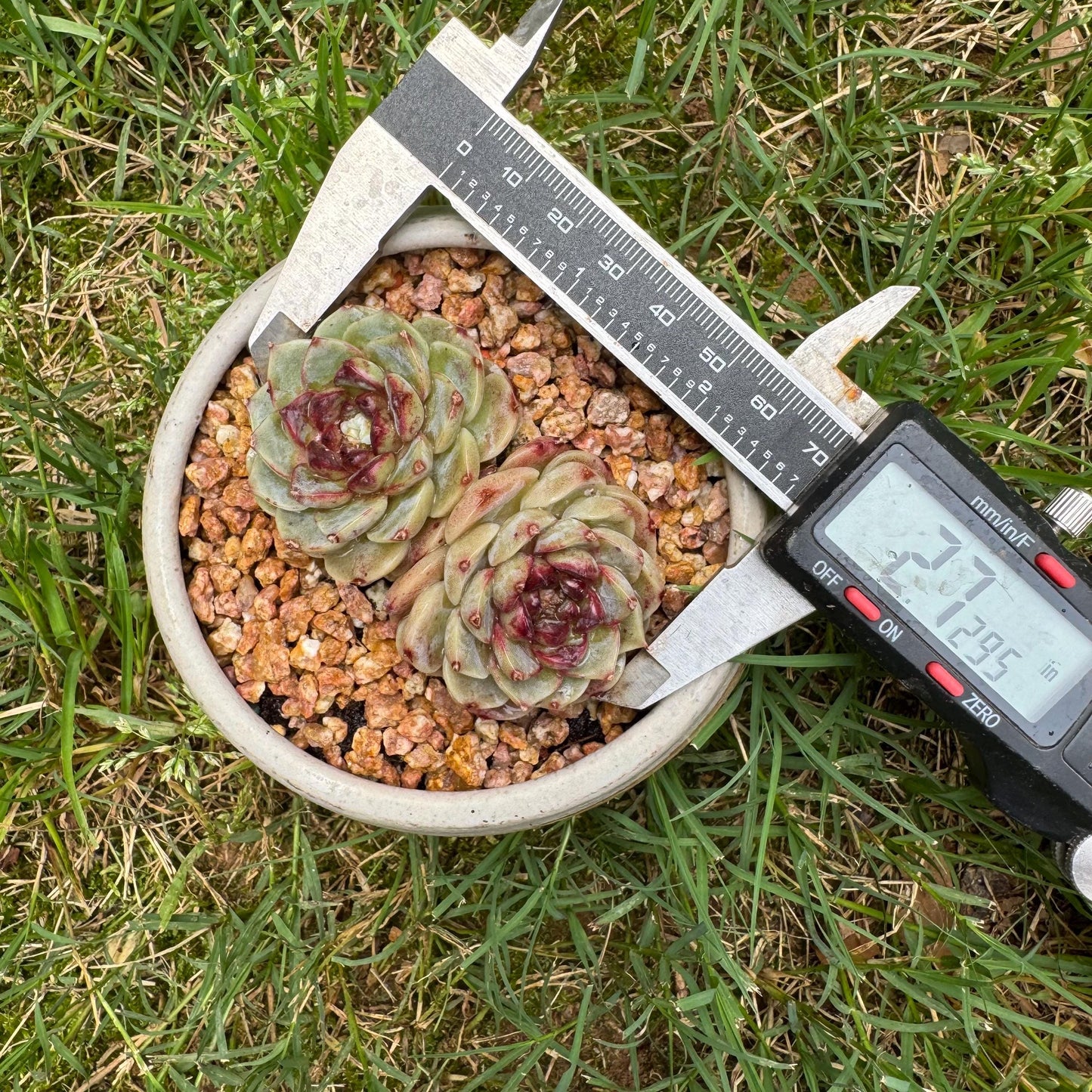 New succulents, Echeveria 'Red Velvet', 2heads, 2.7inches